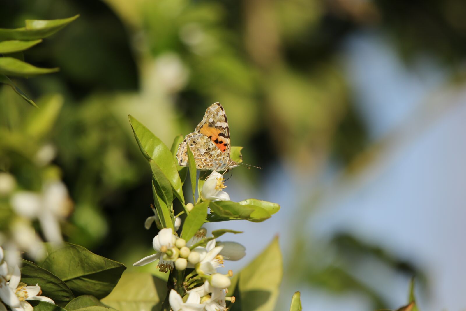 Canon EOS 7D Mark II sample photo. Butterfly, insect, vanessa photography