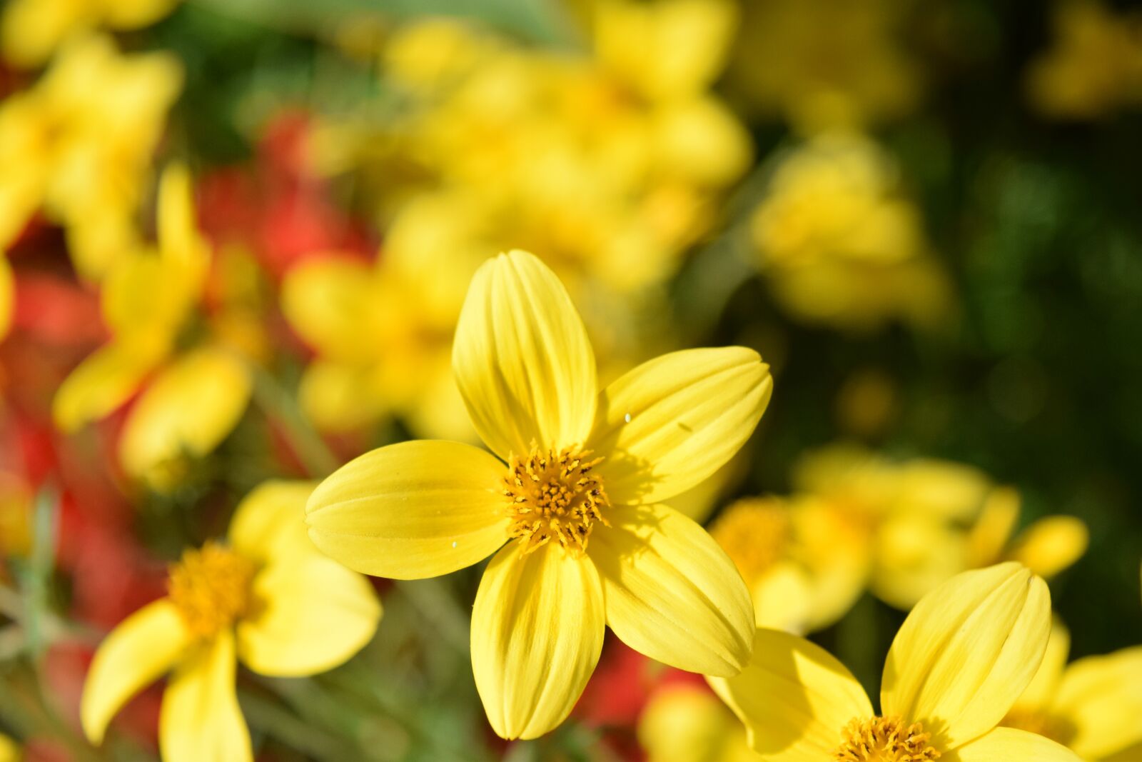 Nikon D3300 sample photo. Gold marie, bidens ferulifolia photography