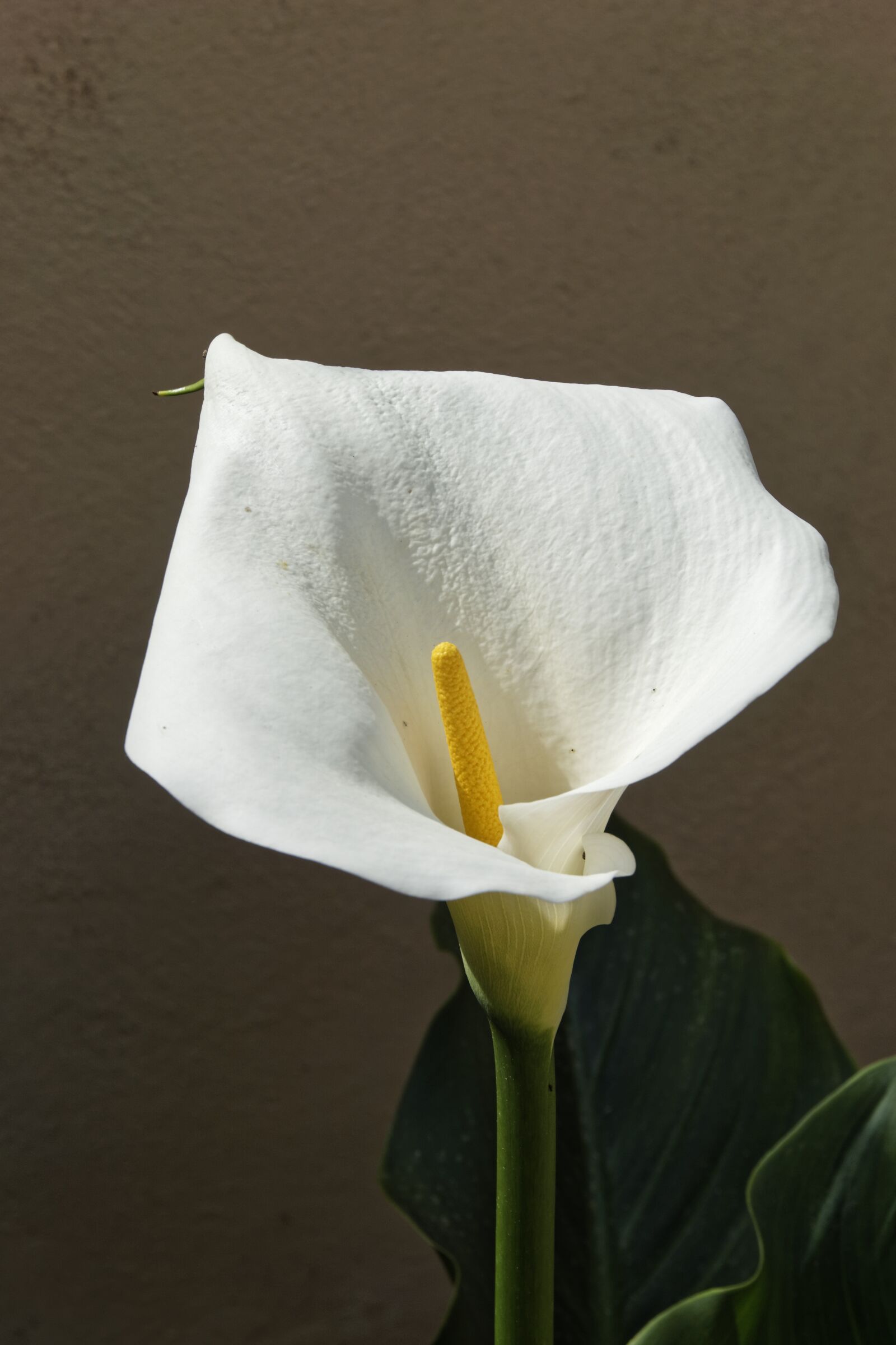 Sony a6000 sample photo. Flower, garden, nature photography