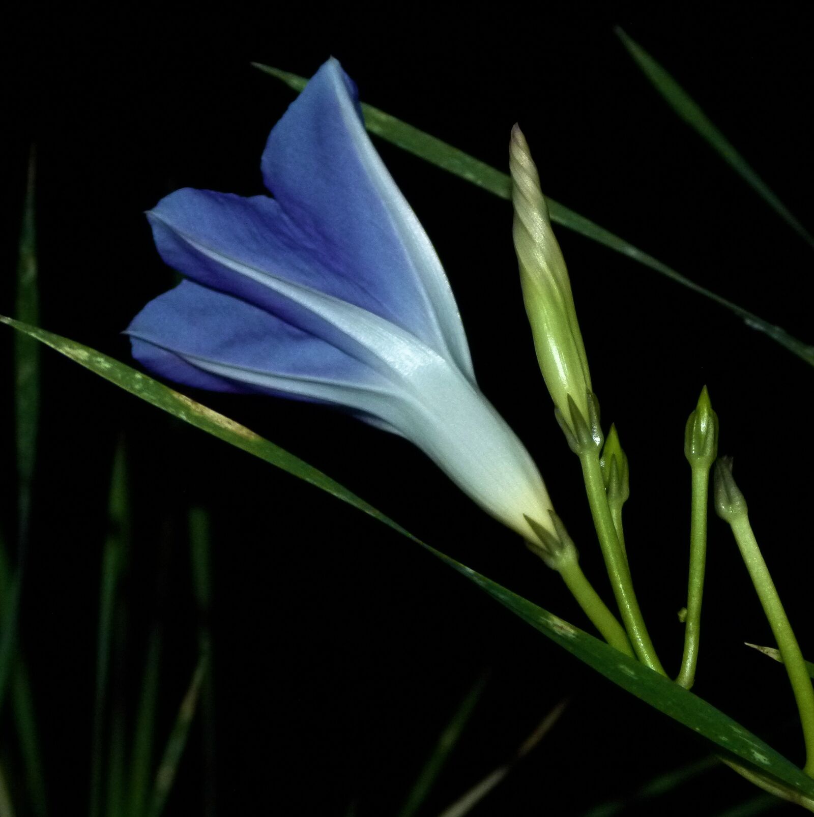 Panasonic Lumix DMC-FZ100 sample photo. Morning, glory, flower photography