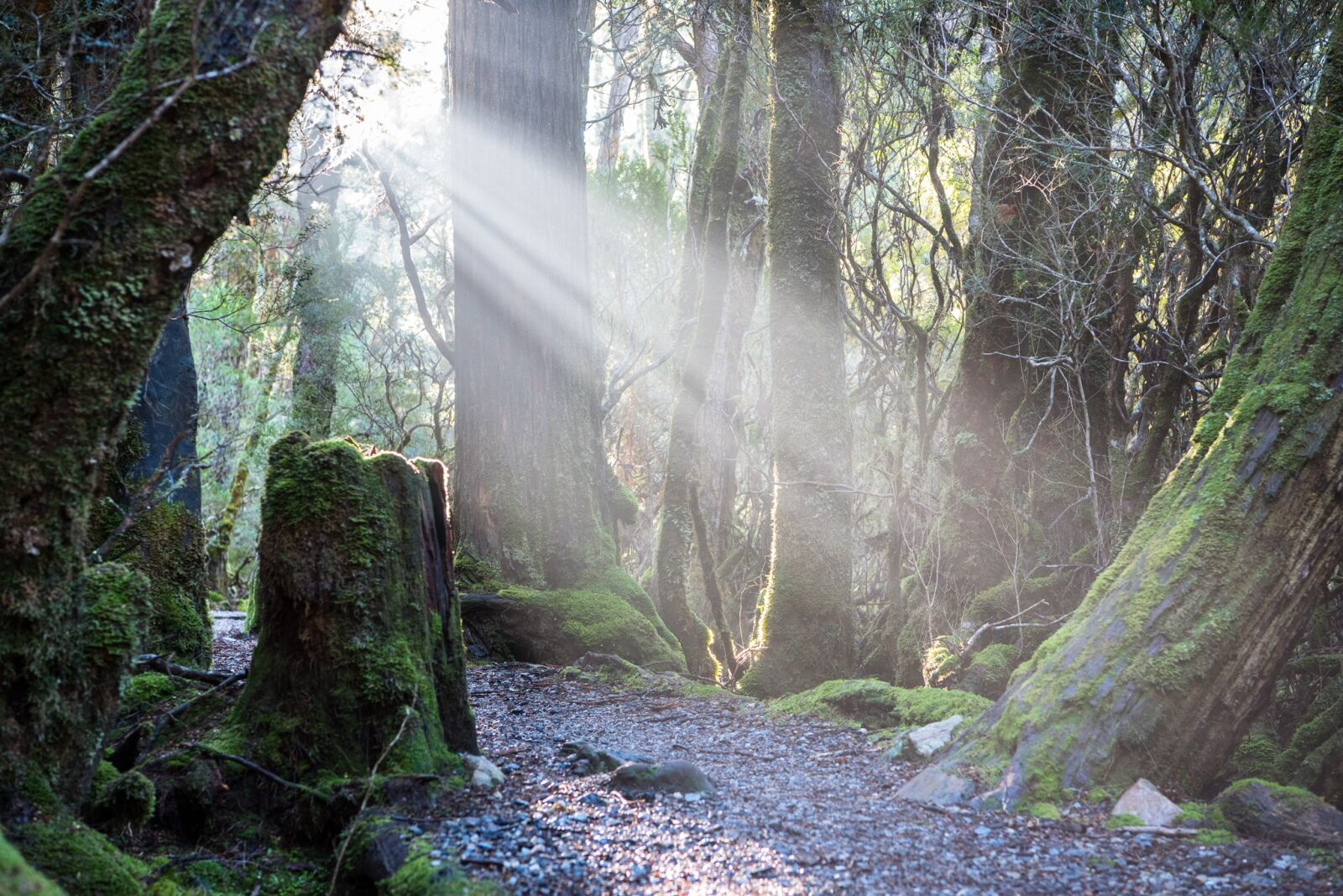 Nikon D750 sample photo. Weindorfers forest walk, tasmania photography