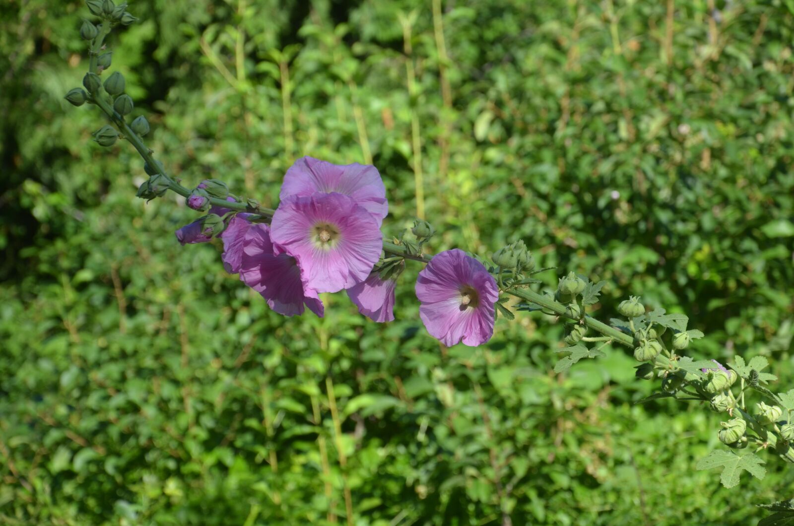 Nikon D5100 sample photo. Hollyhocks, flowers, nature photography