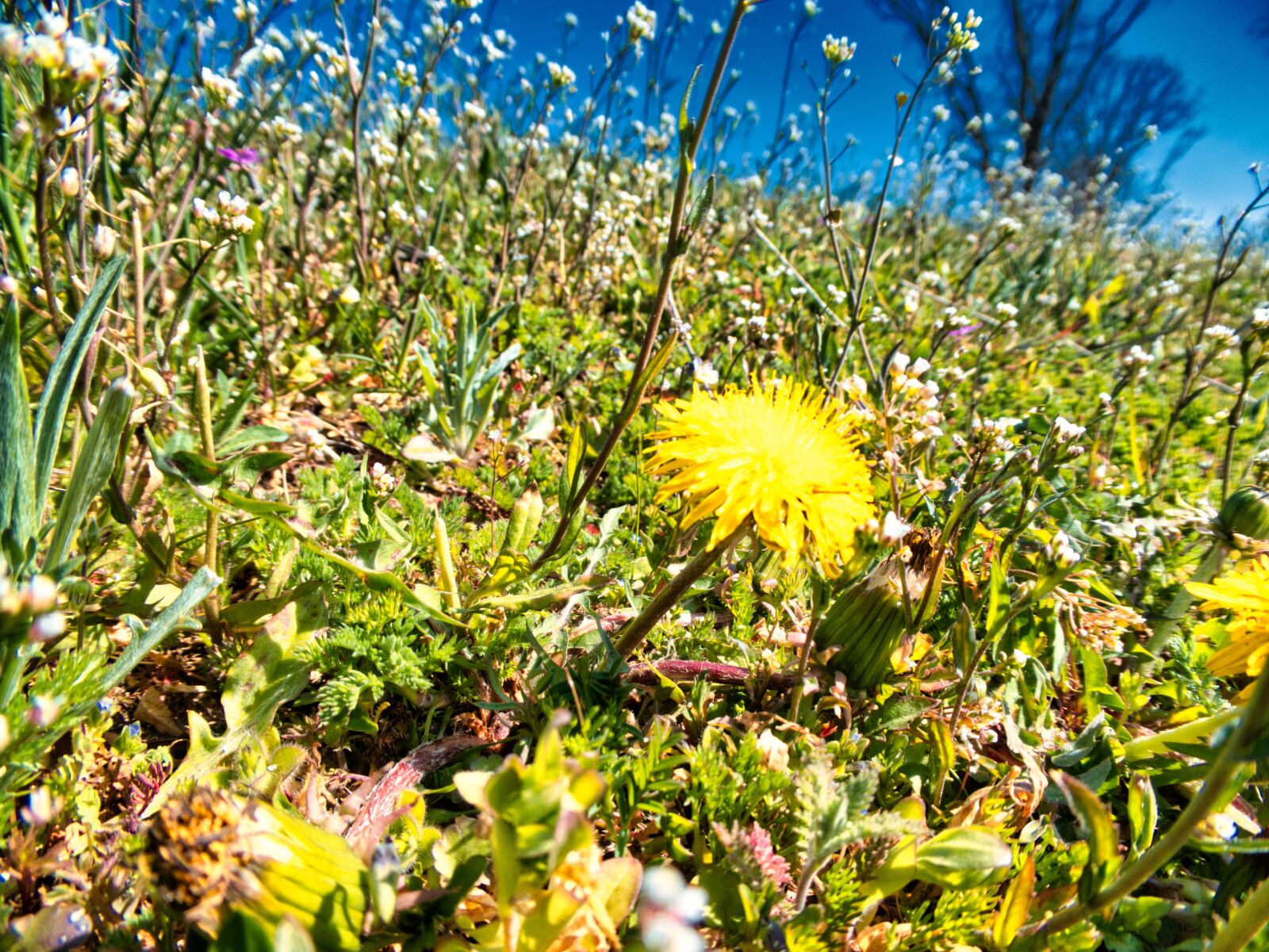 Panasonic DMC-TZ81 sample photo. Meadow, flower meadow, colorful photography