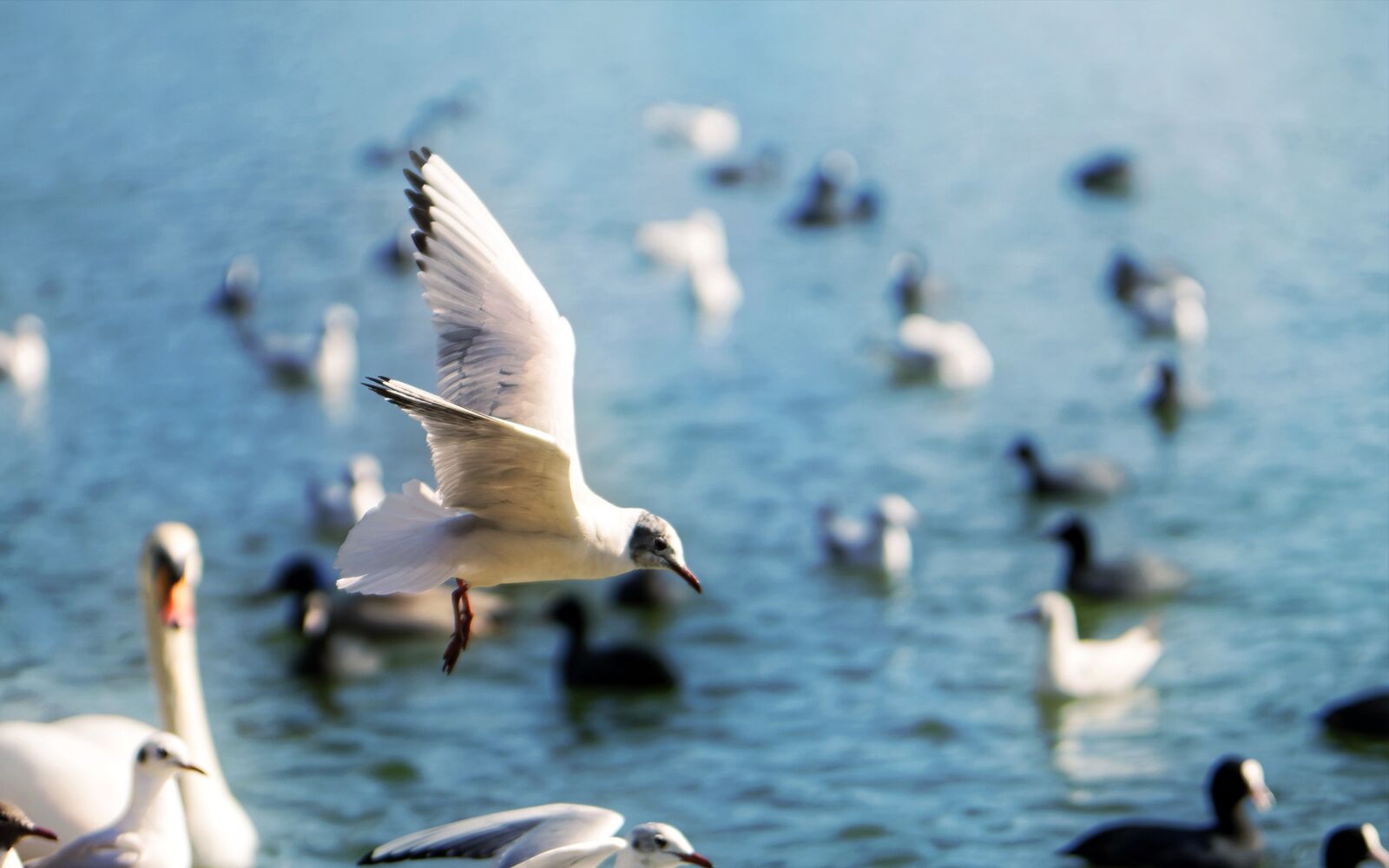 Nikon D5300 sample photo. Gull, fly, birds photography