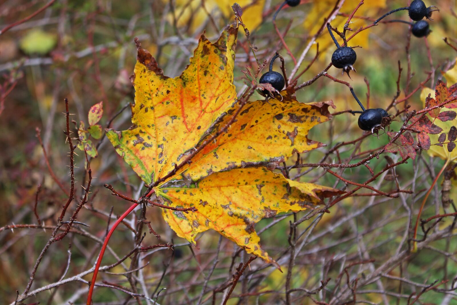 Canon EOS 700D (EOS Rebel T5i / EOS Kiss X7i) sample photo. Fall foliage, maple leaf photography