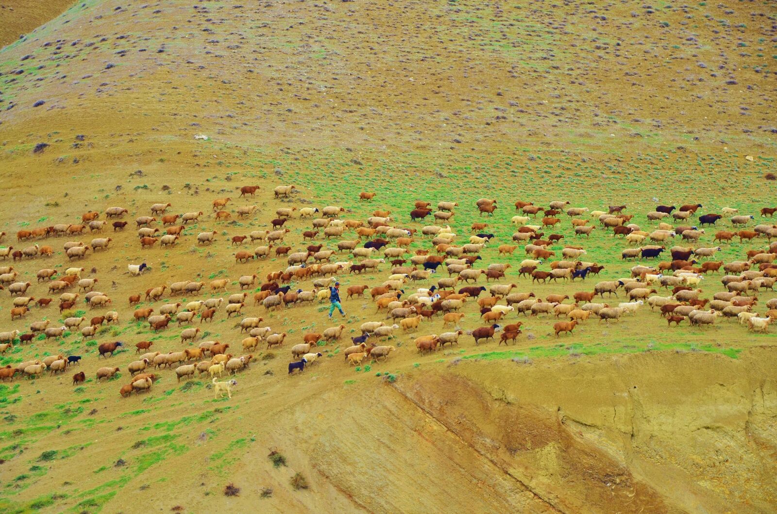 Nikon D7000 sample photo. Get, lamb, wool photography