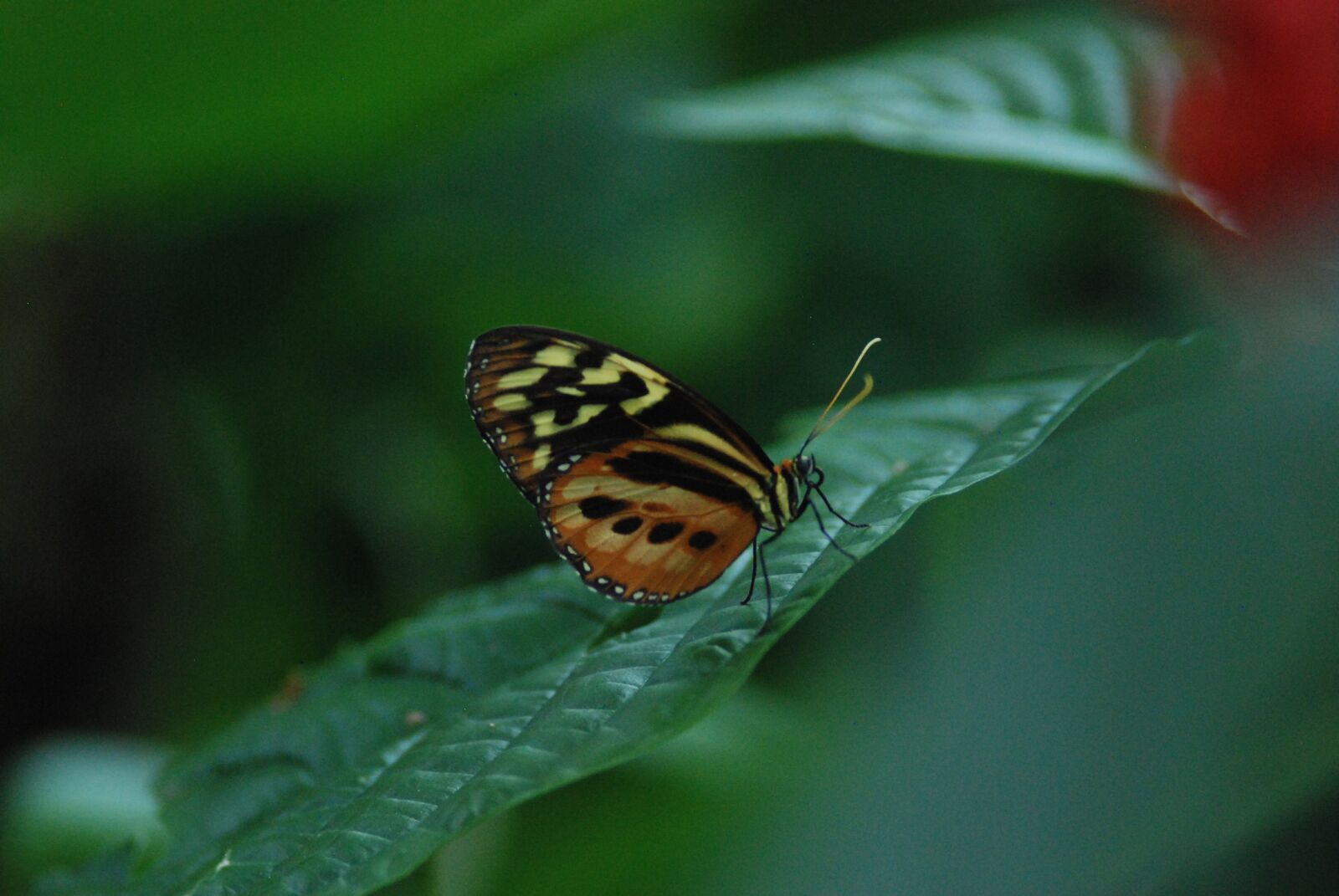 Nikon D80 sample photo. Butterfly, pattern, yellow photography