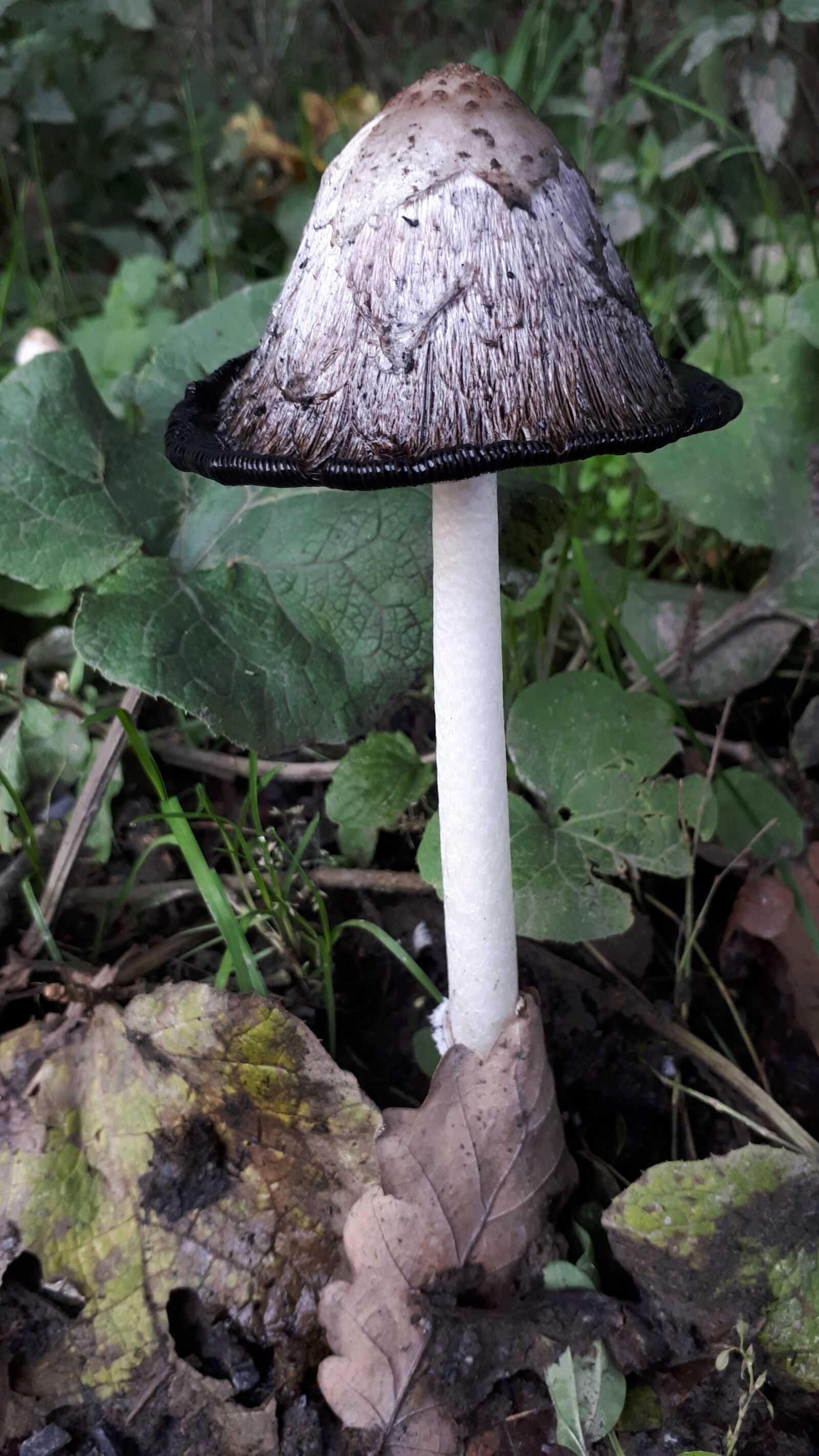 Samsung Galaxy A5(2017) sample photo. Comatus, mushroom, forest photography