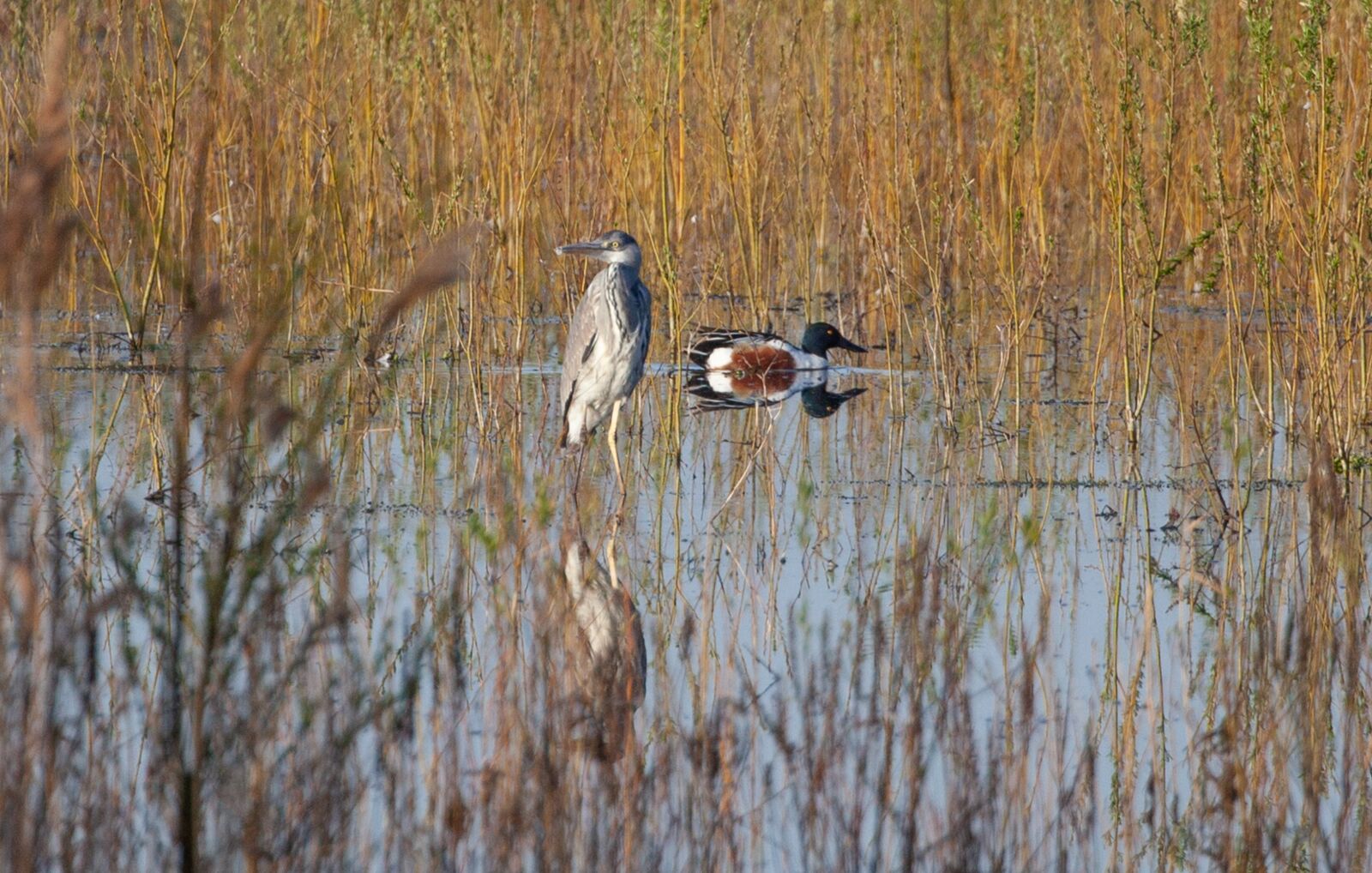 Canon EOS 5D Mark II sample photo. Heron, shoveler duck, waterfowl photography