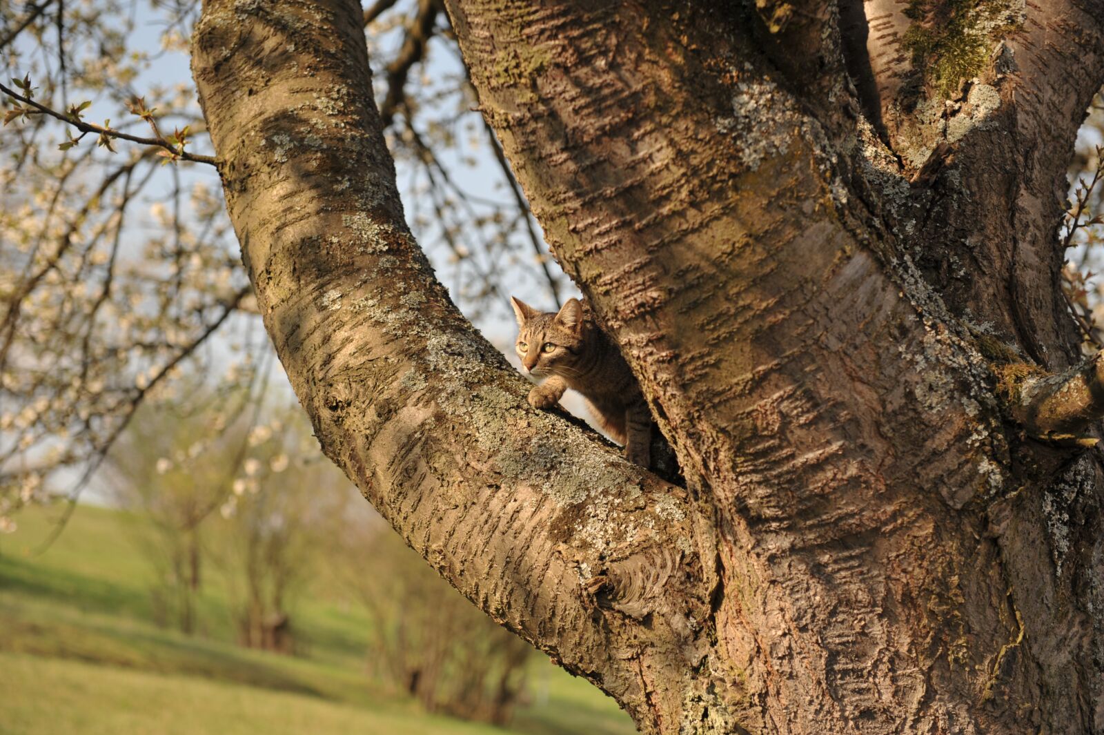 Nikon D700 sample photo. Tree, cat, climb photography