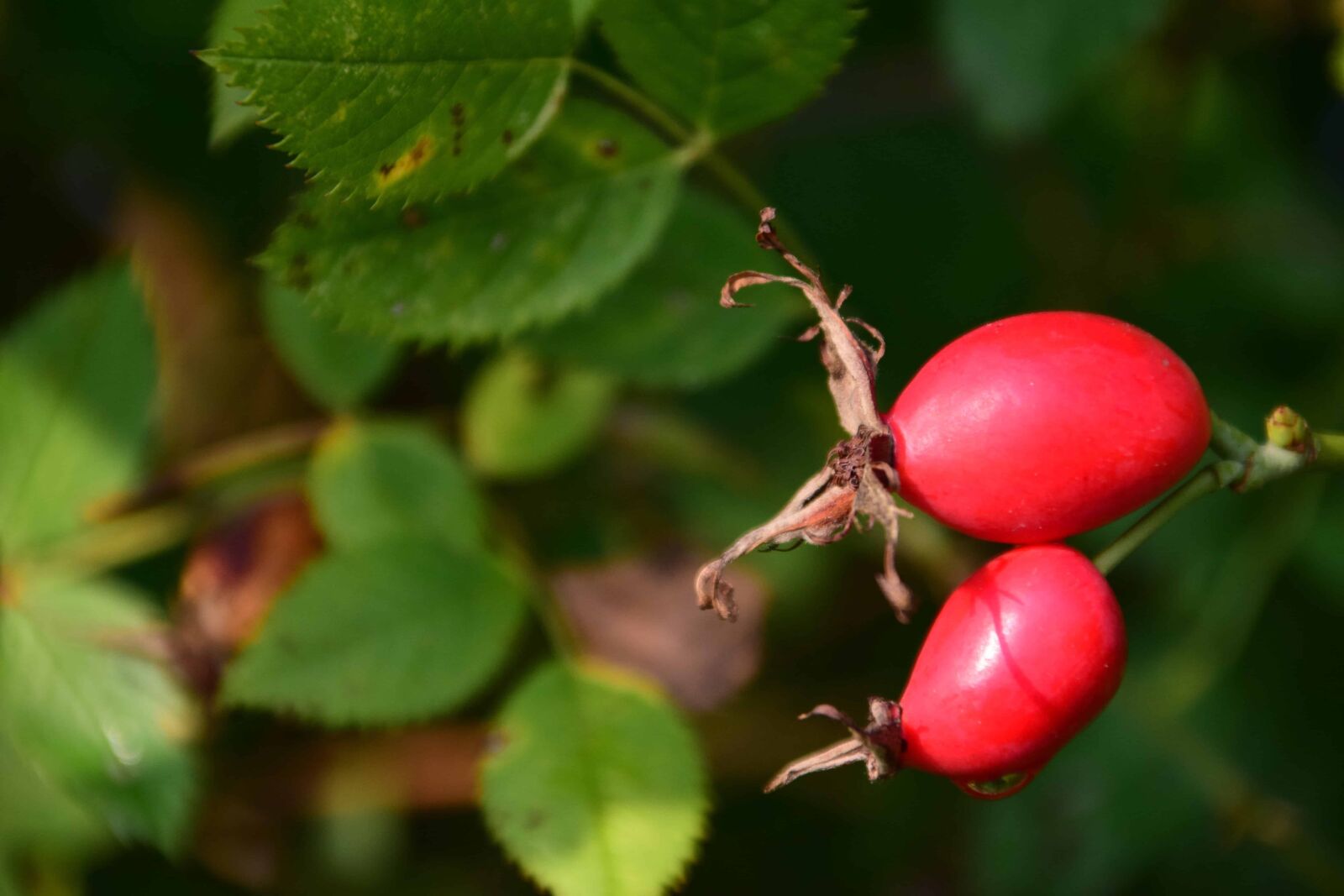 Nikon D3300 sample photo. Rose hip, berry, fruit photography