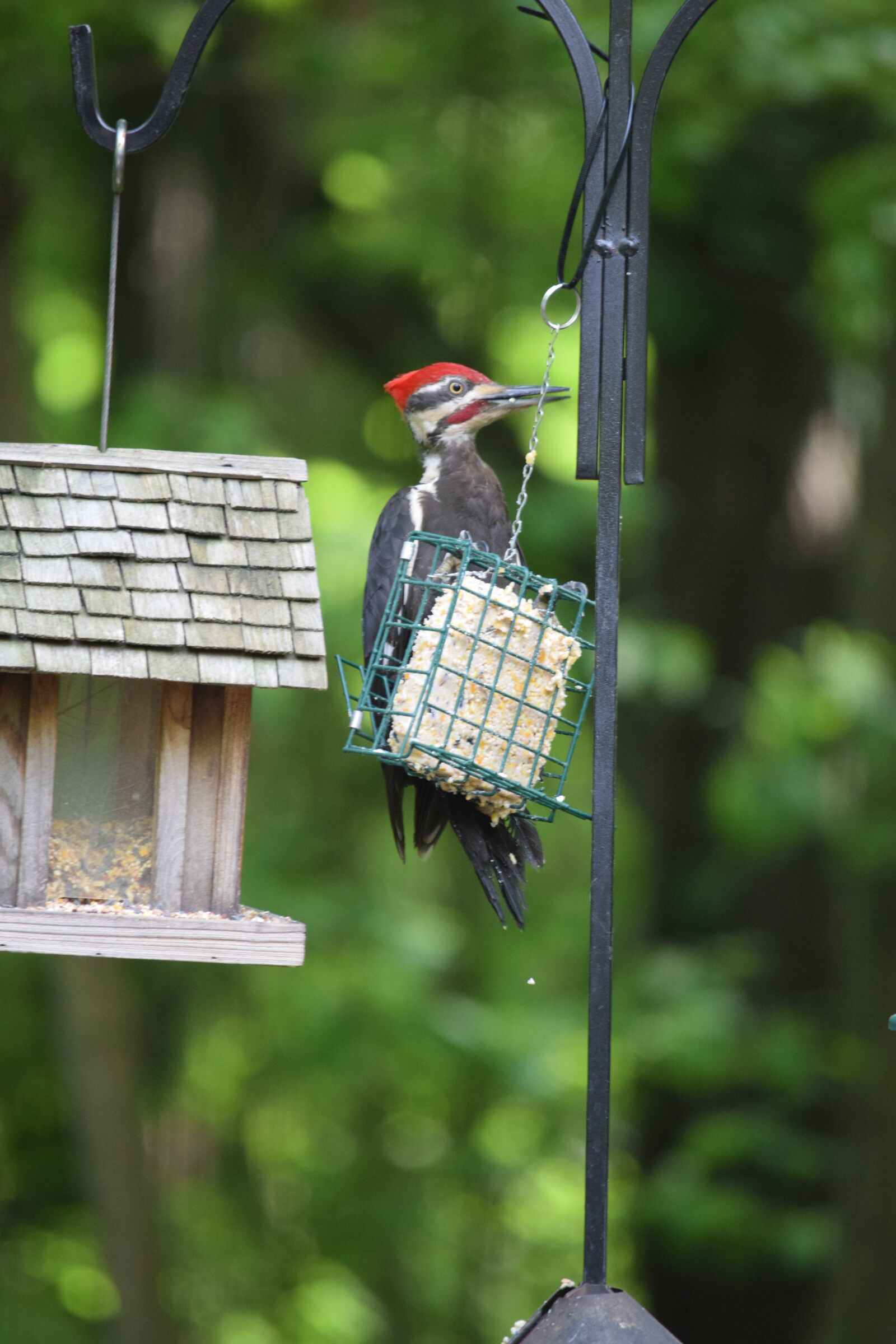 Nikon D5300 sample photo. Pileated, woodpecker, bird photography