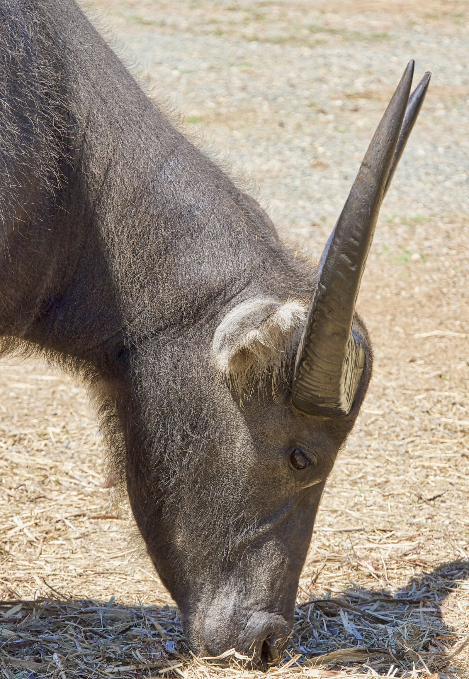 Sony a6500 sample photo. Water buffalo, horns, head photography