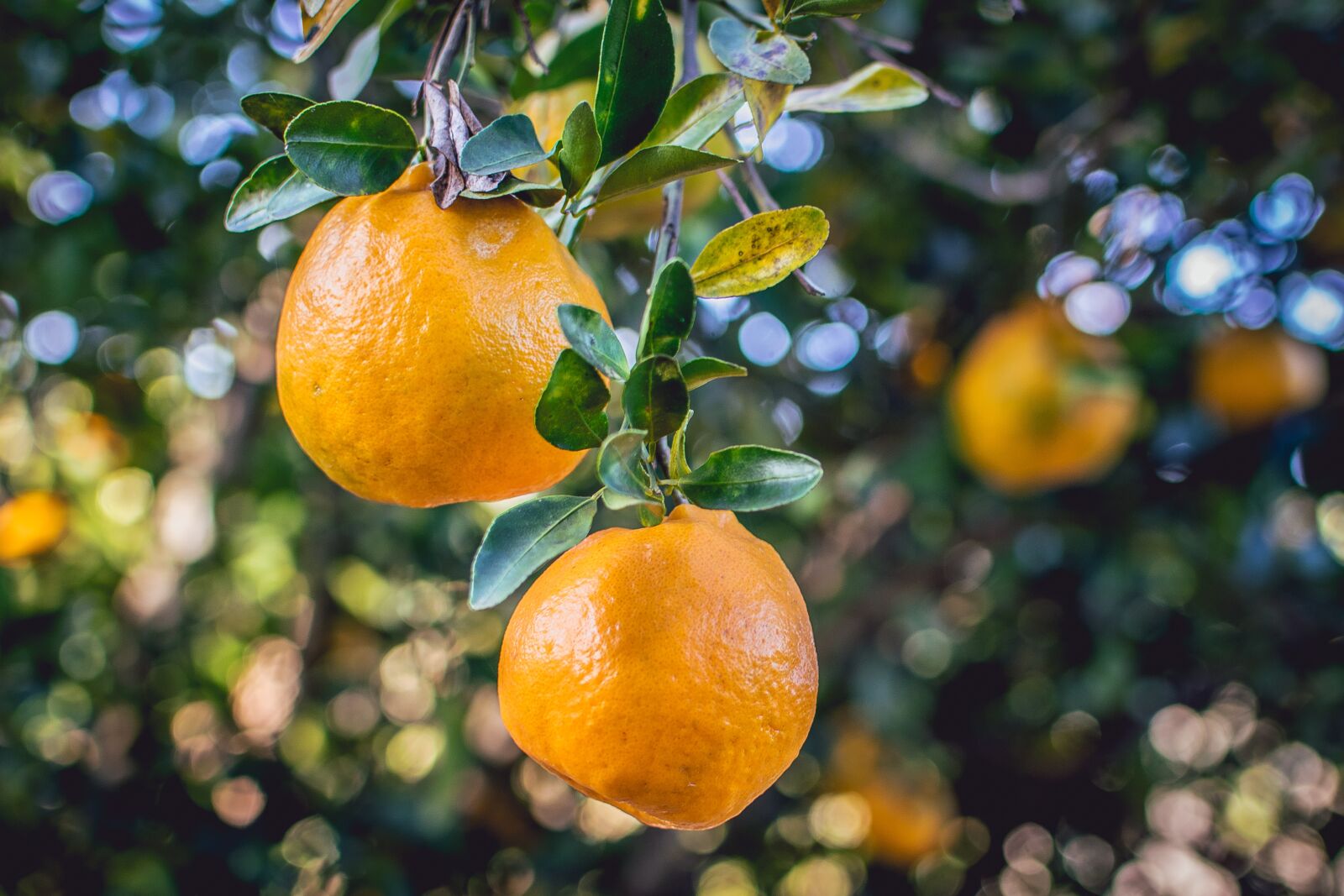 Nikon D3300 sample photo. Mixirica, tangerine, cerrado photography