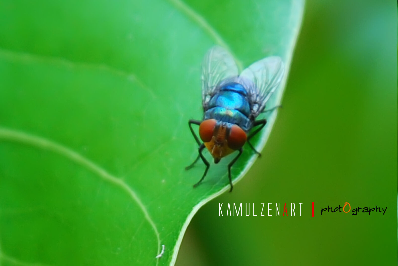 Nikon D80 sample photo. Flies, green, fly, leaf photography