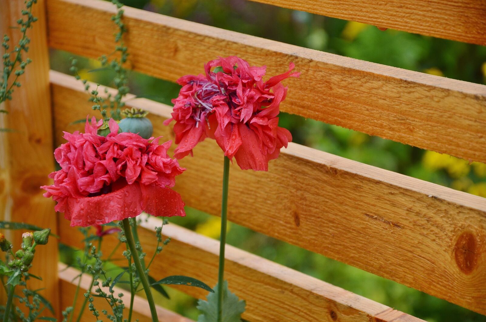 Nikon D7000 sample photo. Flower, floral, nature photography