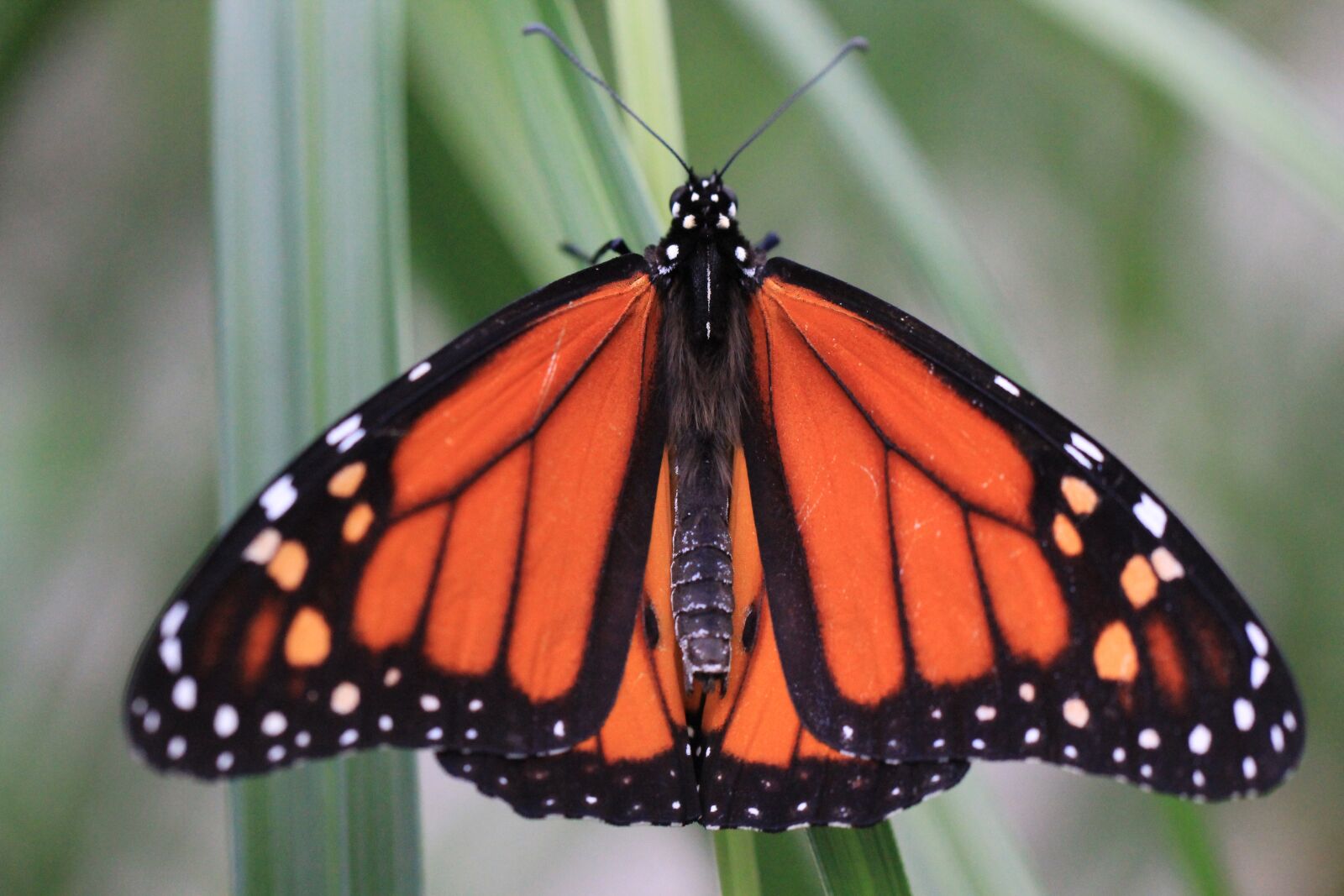 Tamron SP AF 60mm F2 Di II LD IF Macro sample photo. Beautiful, butterfly, insect, monarch photography