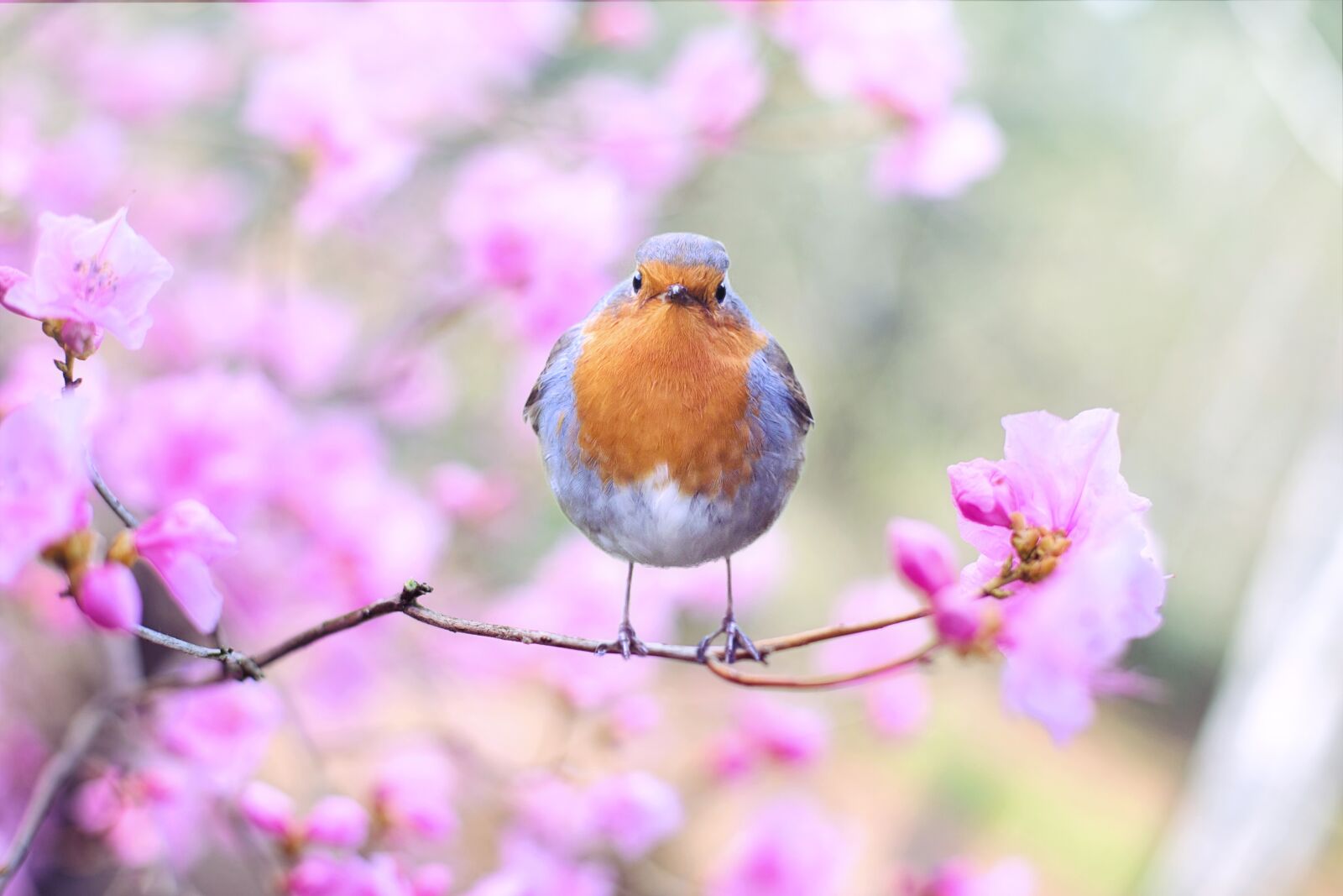 Canon EF 50mm F1.4 USM sample photo. Spring bird, bird, spring photography
