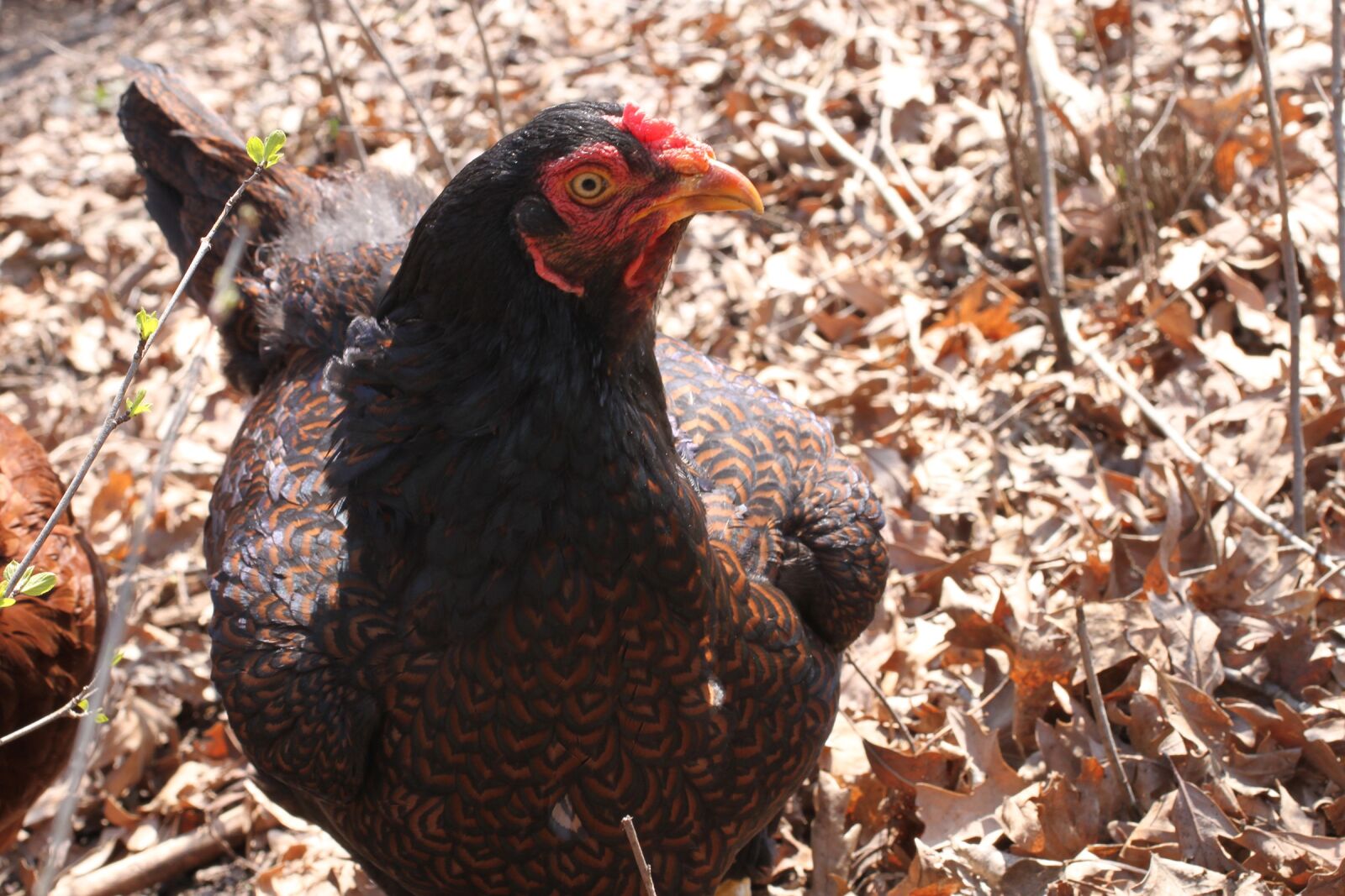 Canon EOS 500D (EOS Rebel T1i / EOS Kiss X3) sample photo. Chicken, cornish, farm photography