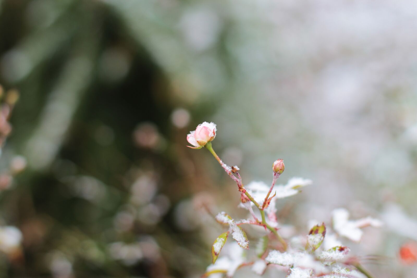 Canon EF 50mm F1.4 USM sample photo. Florets, blossom, bloom photography