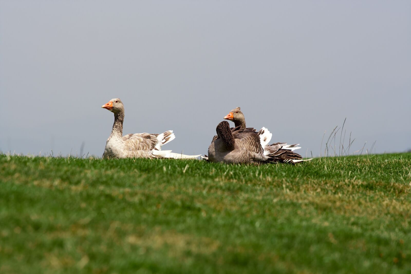 Canon EOS 350D (EOS Digital Rebel XT / EOS Kiss Digital N) sample photo. Nature, meadow, grass photography