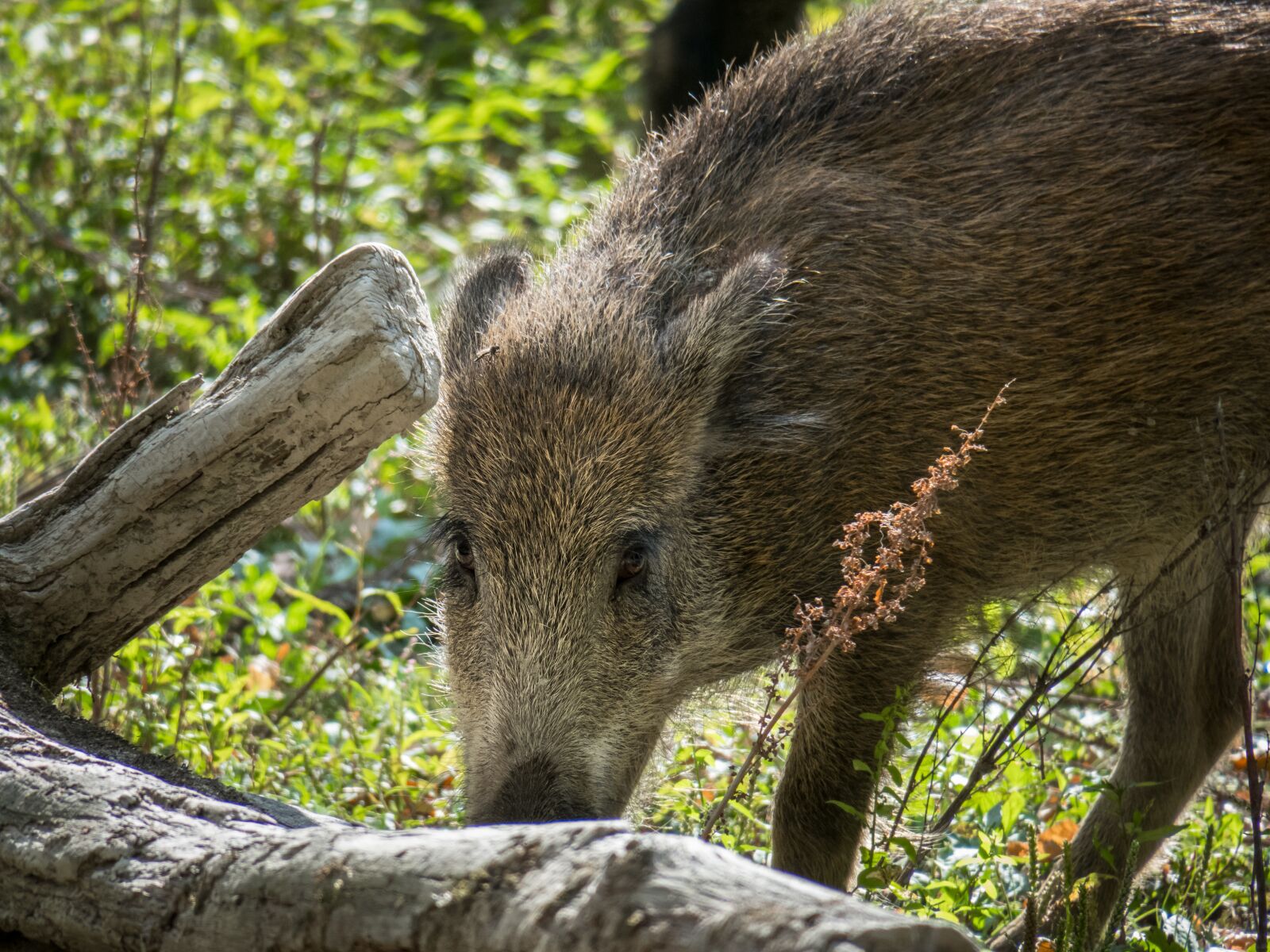 Canon PowerShot G3 X sample photo. Boar, pig, wild photography