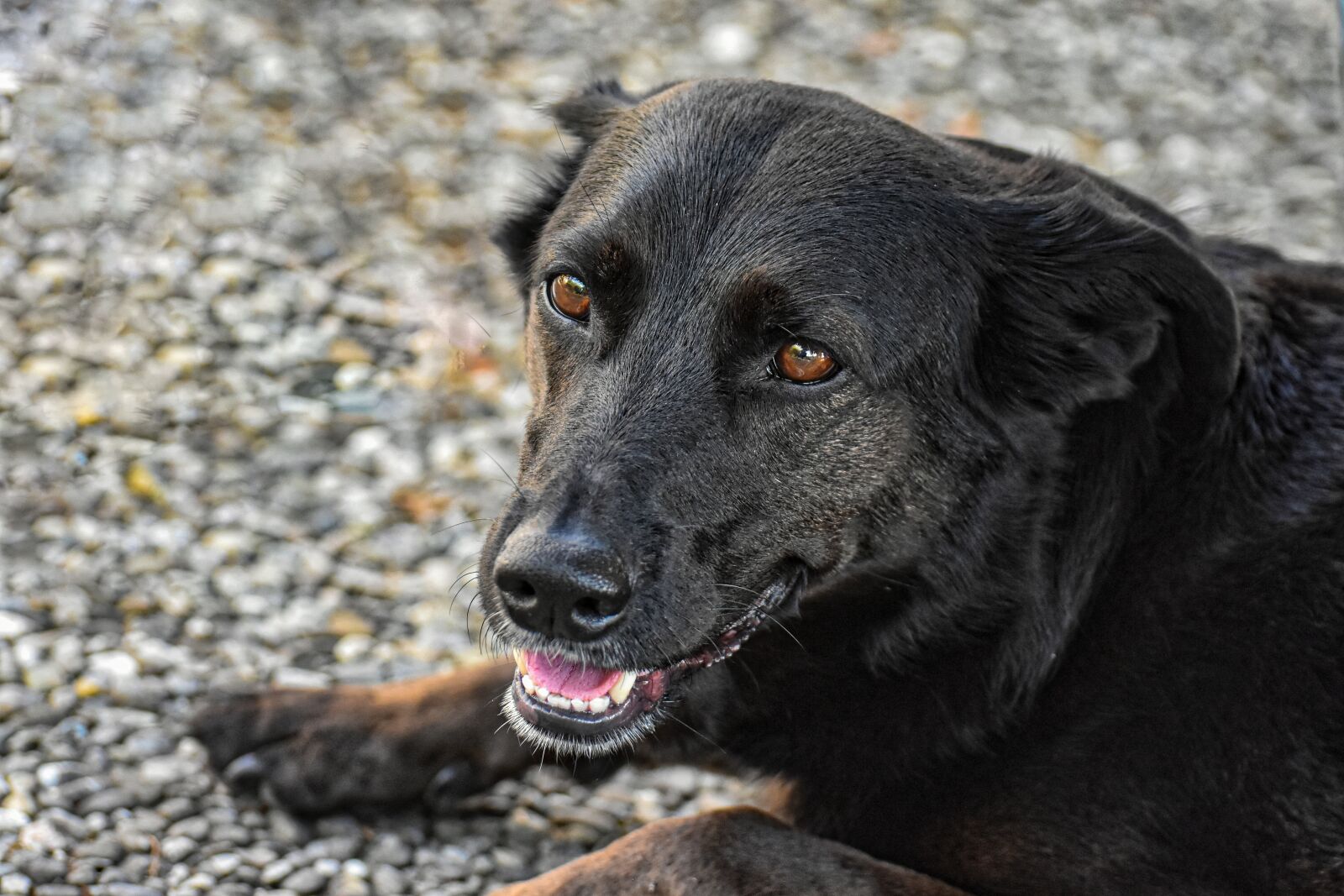 Nikon D7200 sample photo. Dog, pet, animal world photography