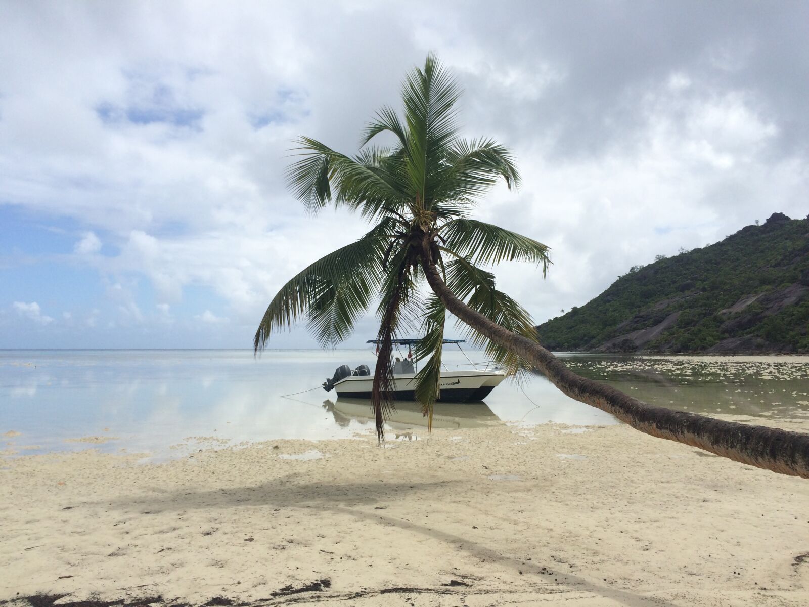 iPhone 5s back camera 4.15mm f/2.2 sample photo. Seychelles, vacations, palm trees photography
