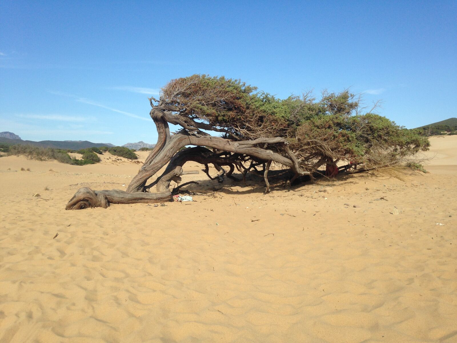 iPhone 5 back camera 4.12mm f/2.4 sample photo. Tree, dune, sand photography