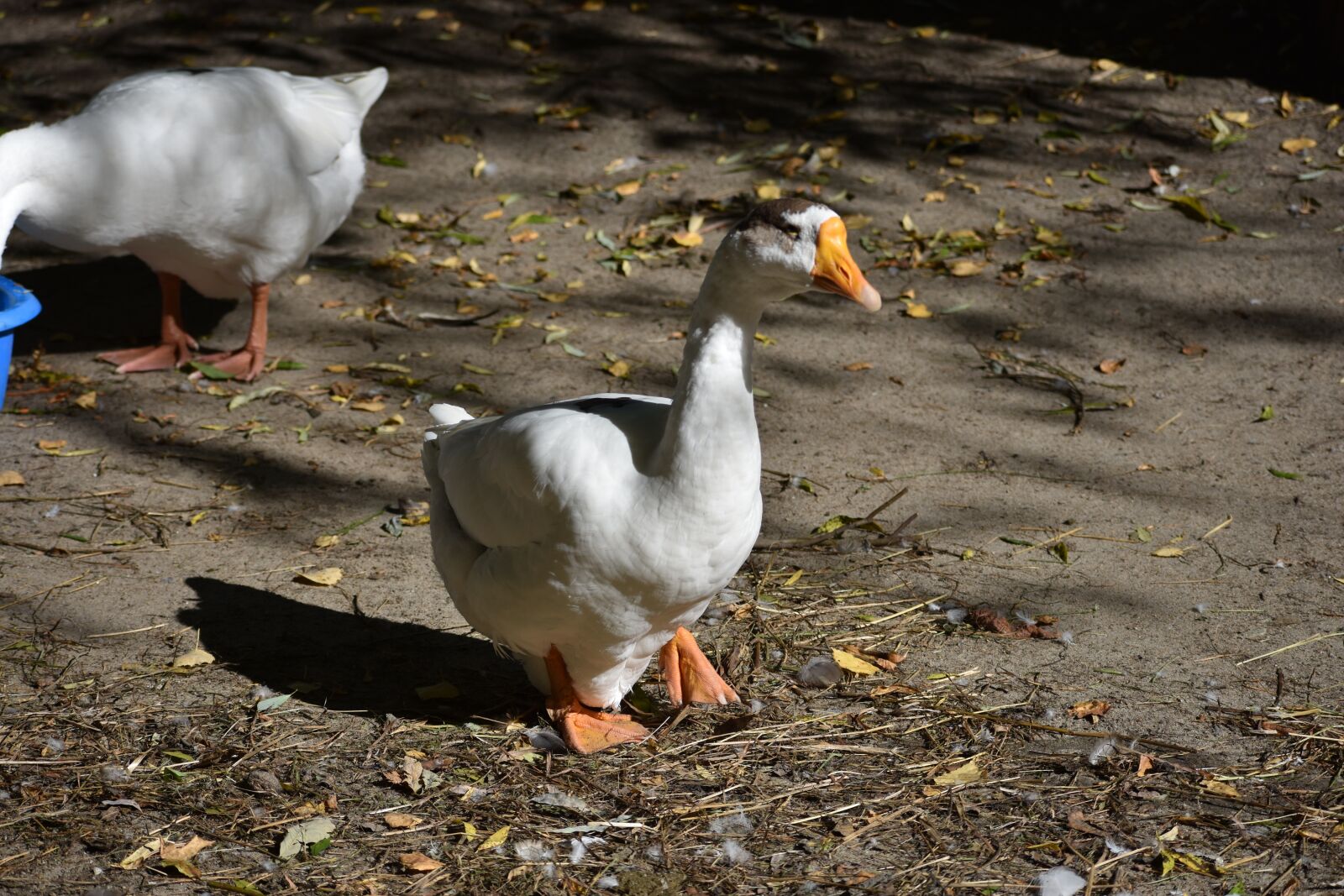 Nikon D3400 sample photo. Goose, is, bird photography