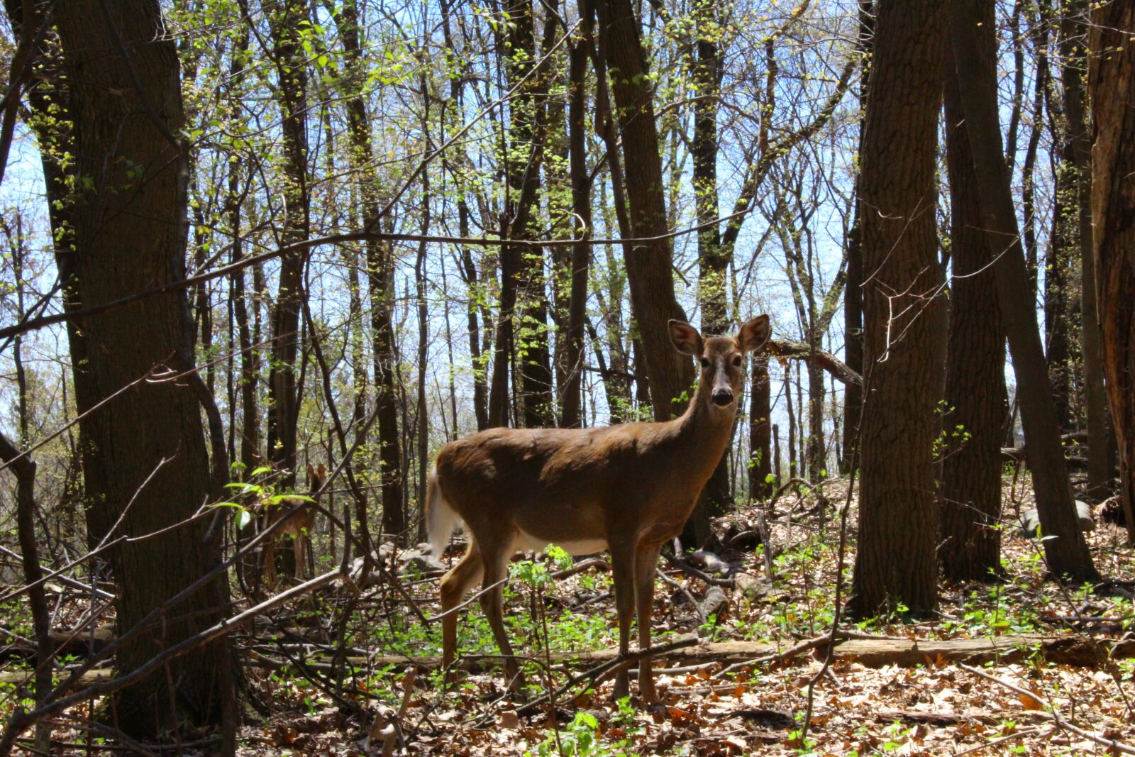 Canon EOS 1300D (EOS Rebel T6 / EOS Kiss X80) sample photo. Deer, forest, woods photography