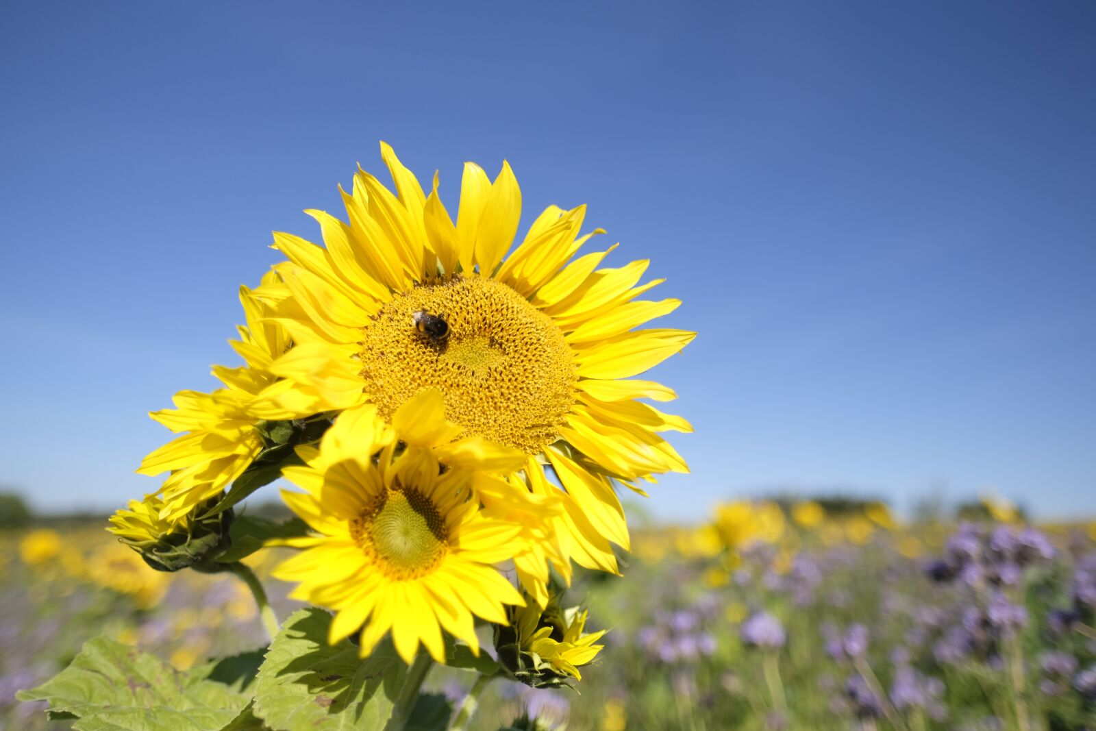 Fujifilm X-T2 + Fujifilm XF 16mm F1.4 R WR sample photo. Sunflower, flower, summer photography