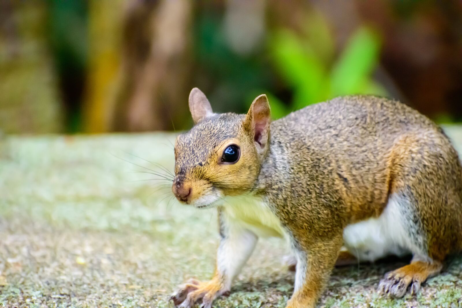 Nikon D3500 sample photo. Squirrel, cute, animal photography