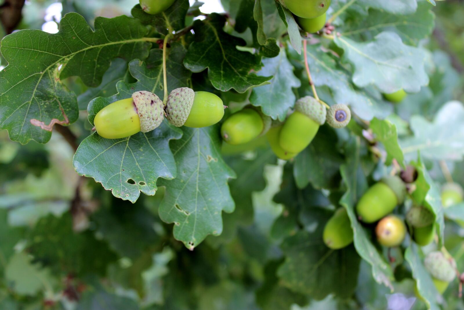 Canon EOS 600D (Rebel EOS T3i / EOS Kiss X5) sample photo. Oak, green, acorns photography