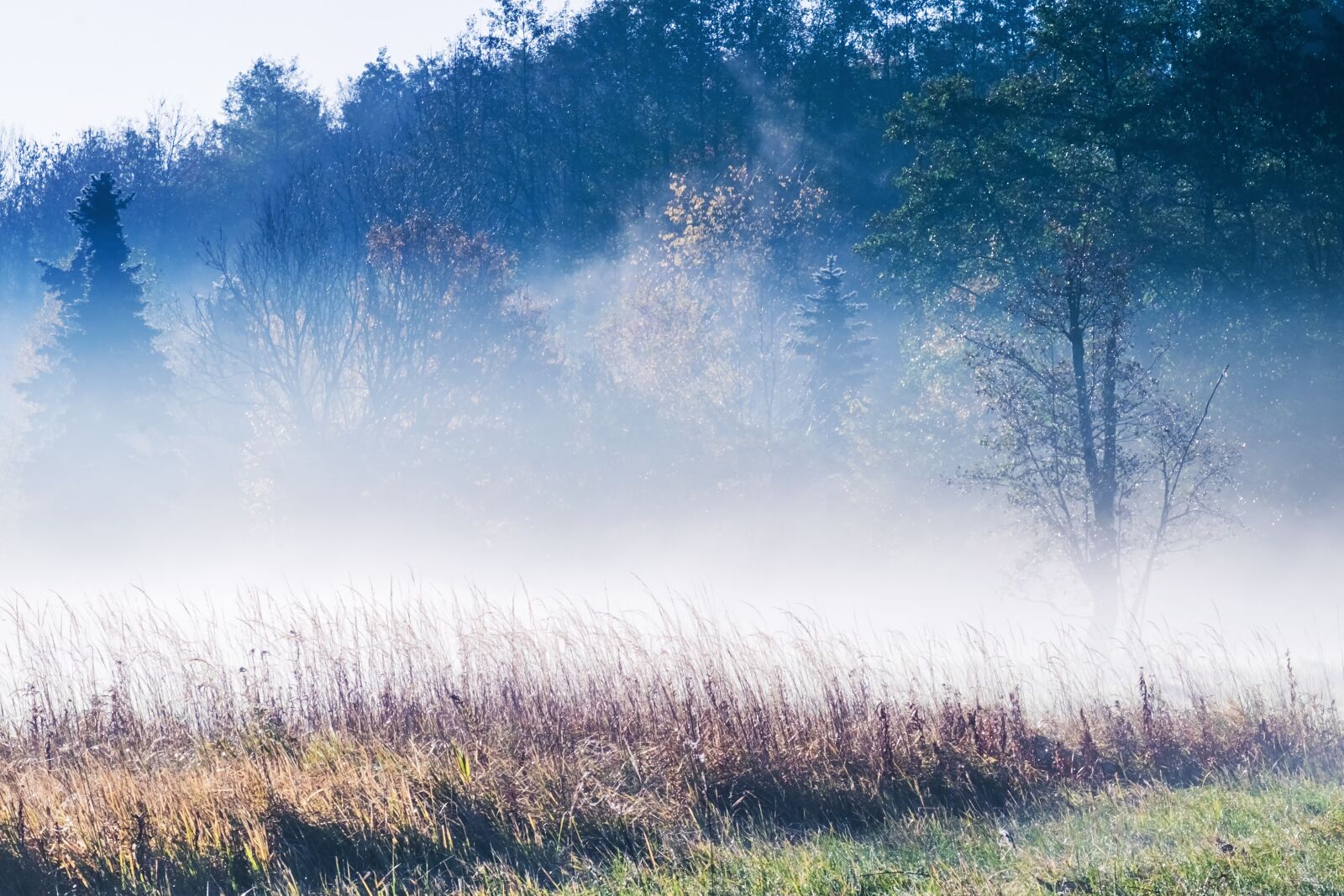 Fujifilm XF 55-200mm F3.5-4.8 R LM OIS sample photo. Fog, trees, forest photography