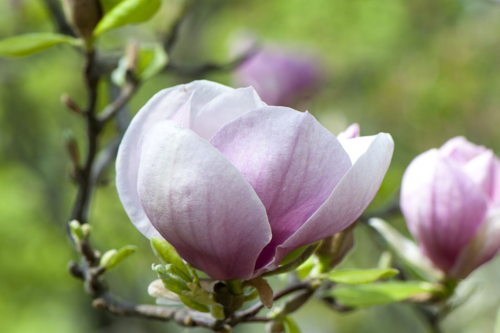 Nikon D700 sample photo. Magnolia, flower, plant photography