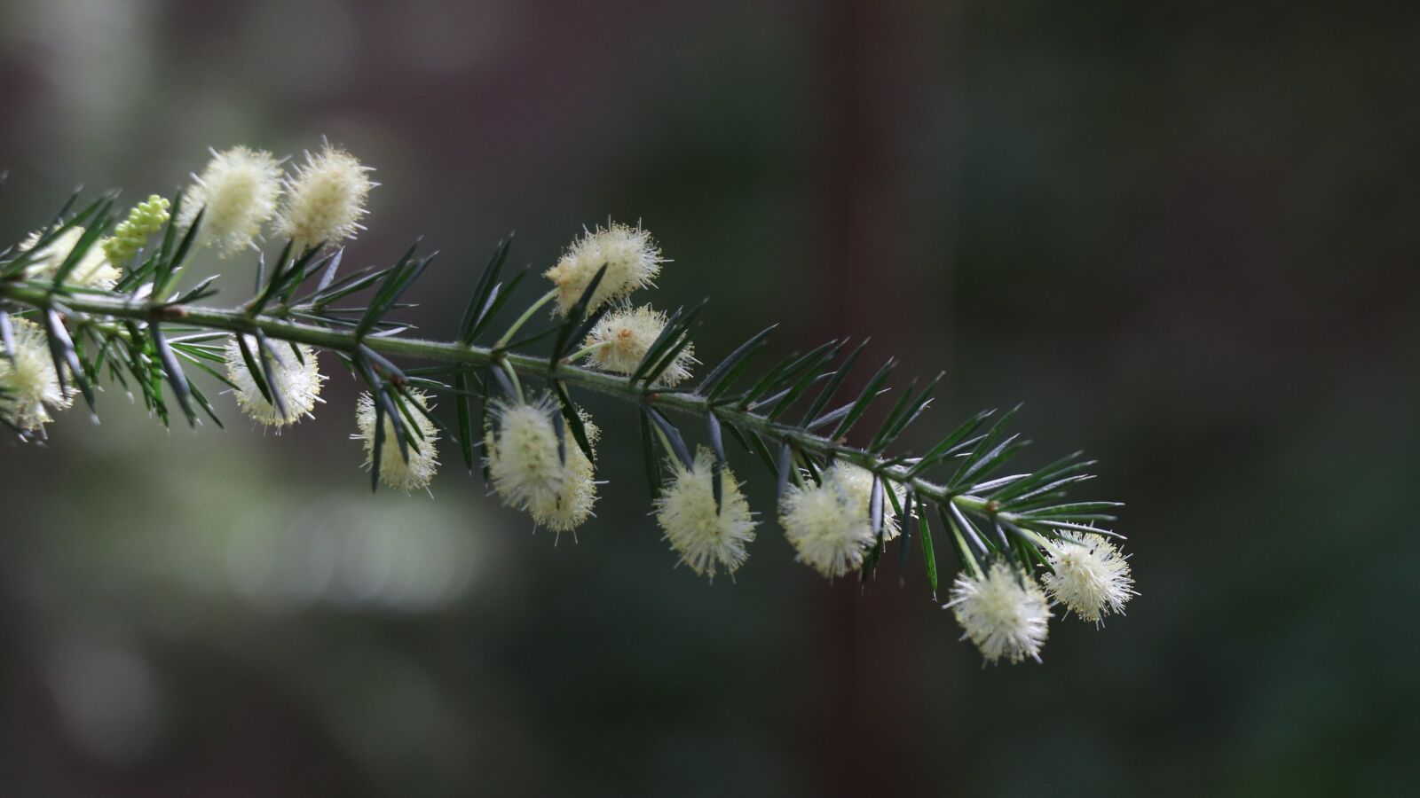 Canon EOS 77D (EOS 9000D / EOS 770D) sample photo. Branch, needles, green photography