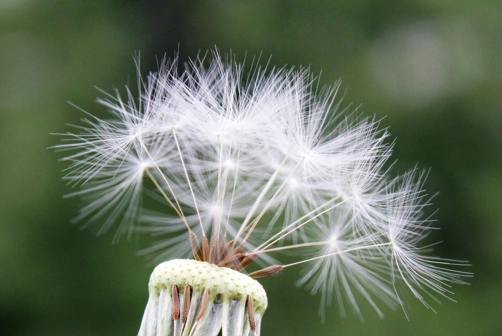 Canon EOS 550D (EOS Rebel T2i / EOS Kiss X4) sample photo. Dandelion, seeds, nature photography