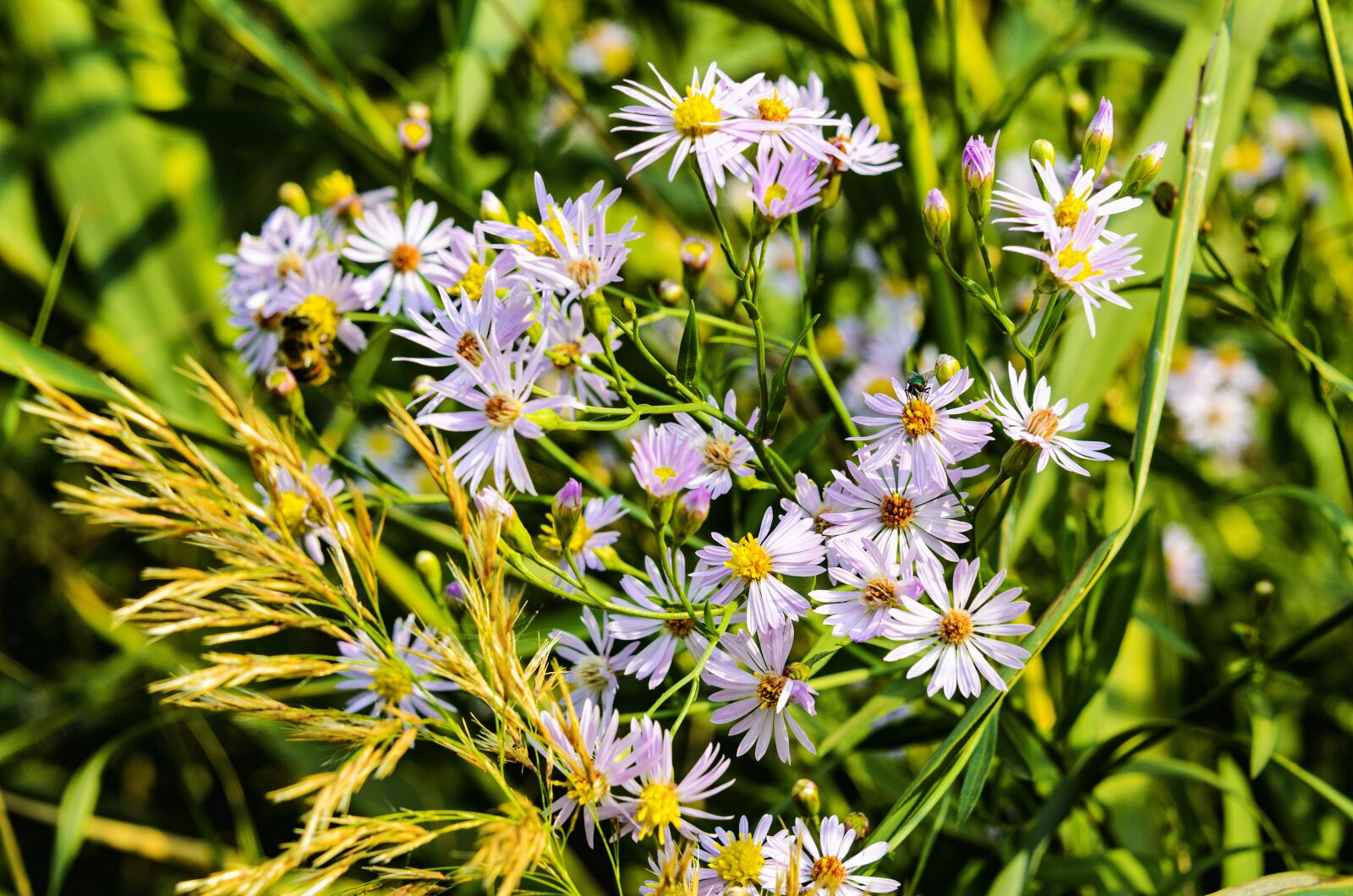 Nikon D7000 sample photo. Aster, dumosum, flower photography