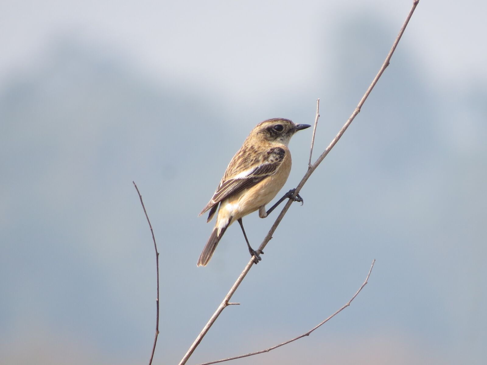 Canon PowerShot SX50 HS sample photo. Bird, wings, fly photography