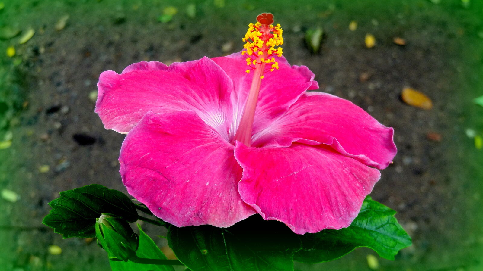 Sony Cyber-shot DSC-HX9V sample photo. Hibiscus, flower photography