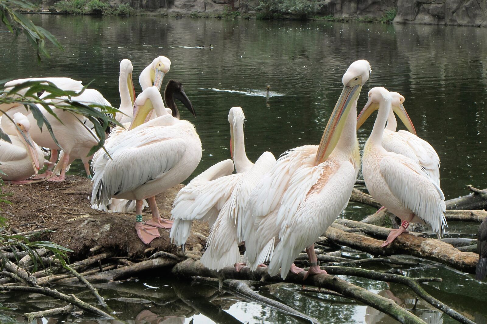 Canon PowerShot SX220 HS sample photo. Pelican, pink pelican, pelicans photography