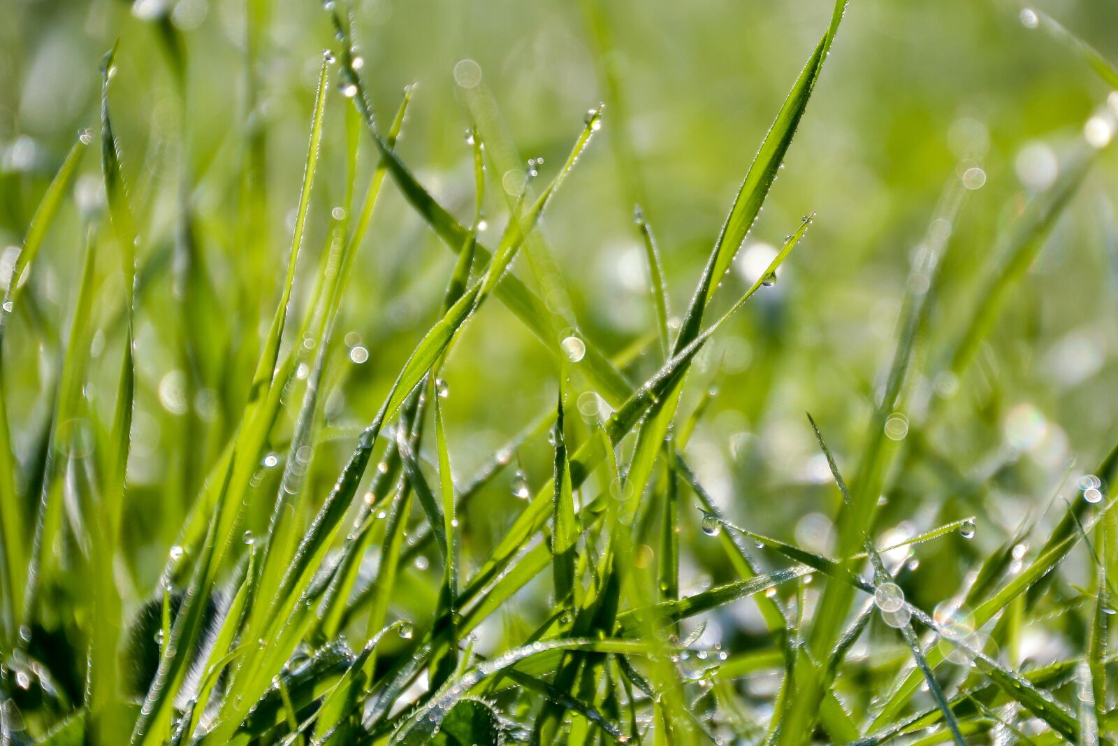 Nikon D3100 sample photo. Grass, a grass, dew photography