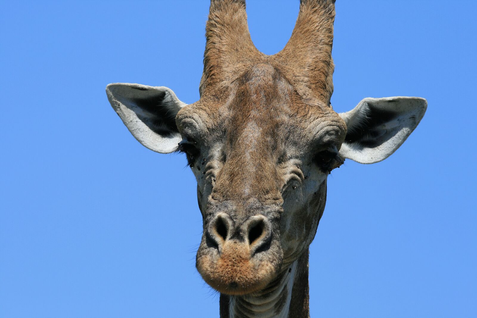 Canon EOS 400D (EOS Digital Rebel XTi / EOS Kiss Digital X) sample photo. Giraffe, animal, game photography