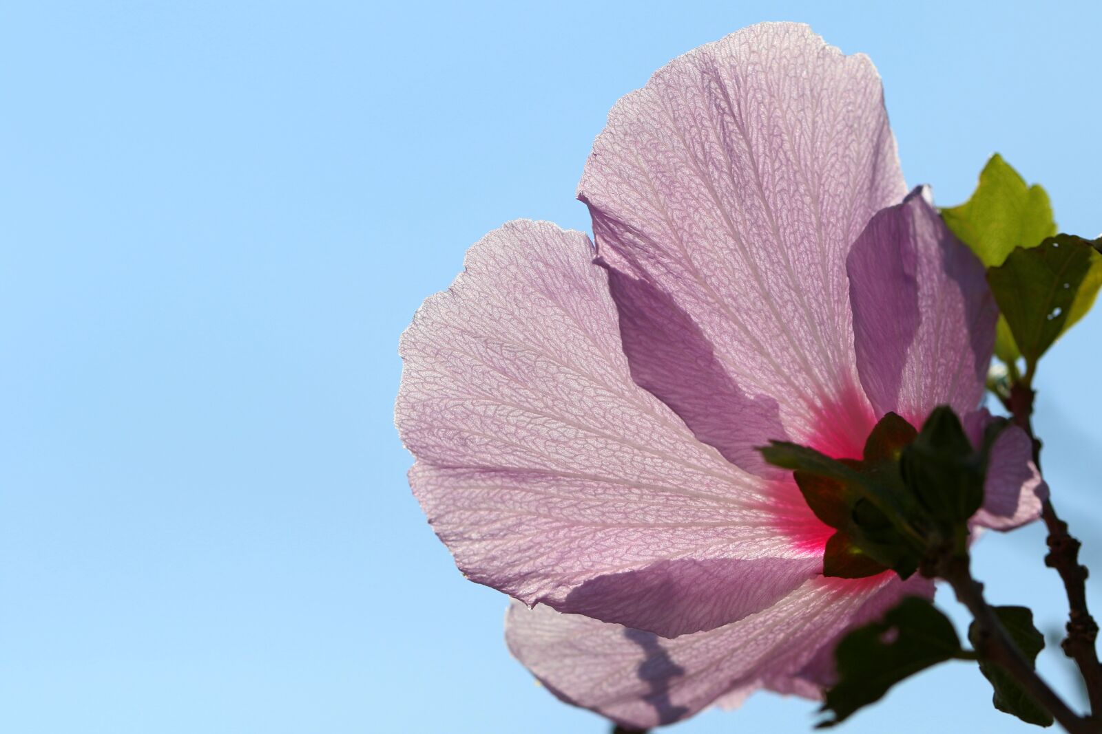 Canon EOS 7D Mark II + Canon EF 100mm F2.8L Macro IS USM sample photo. Rose of sharon, republic photography