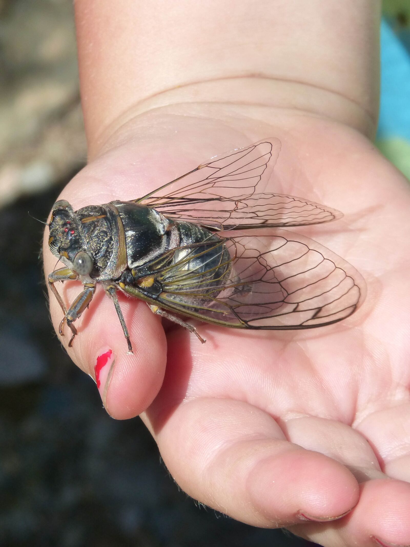 Panasonic DMC-FZ62 sample photo. Cicada, i cic dido photography
