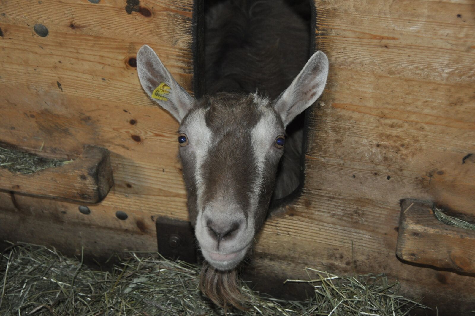 Nikon D90 sample photo. Animal, goat, stall photography