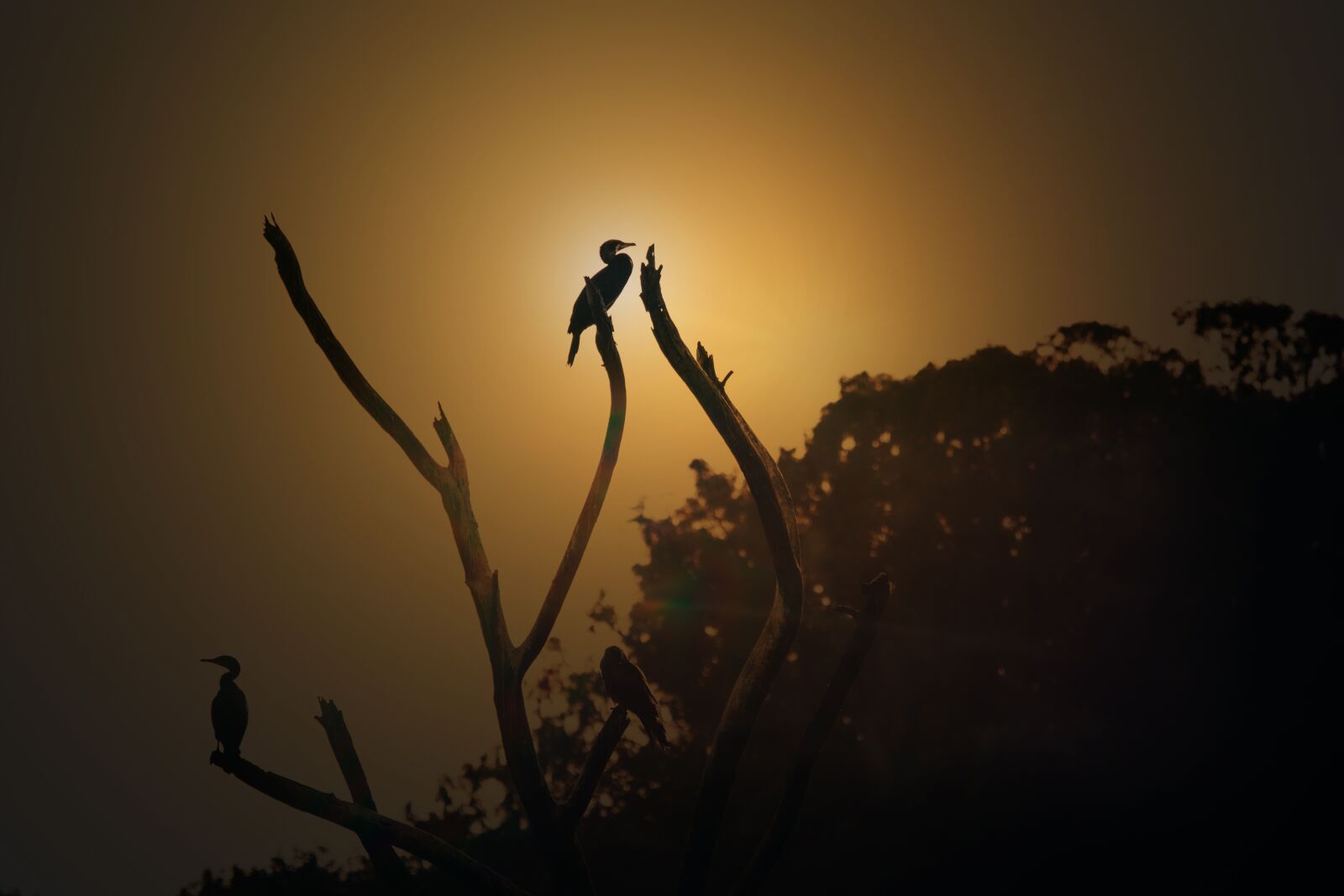 Nikon D5200 sample photo. Bird, silhouette, golden hour photography