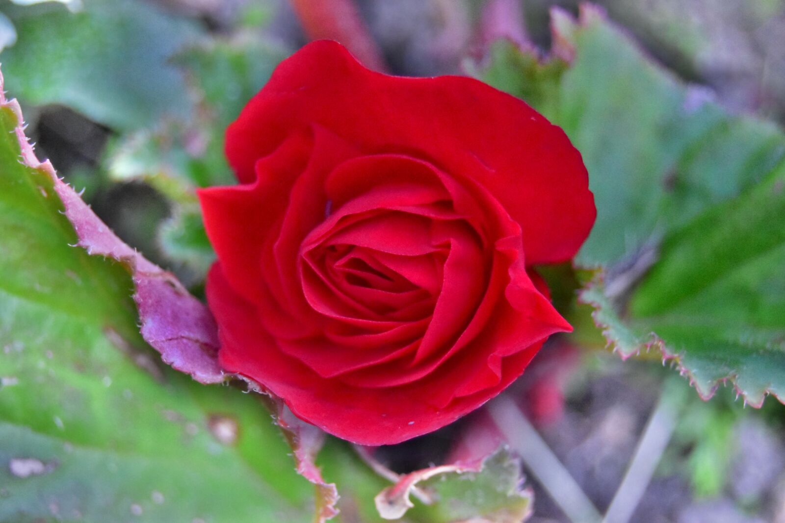 Nikon D5600 sample photo. Red rose, bloom, rose photography