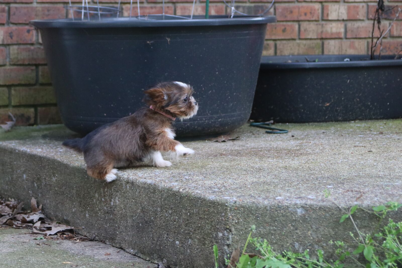 Canon EOS 80D sample photo. Puppy, step, cute photography